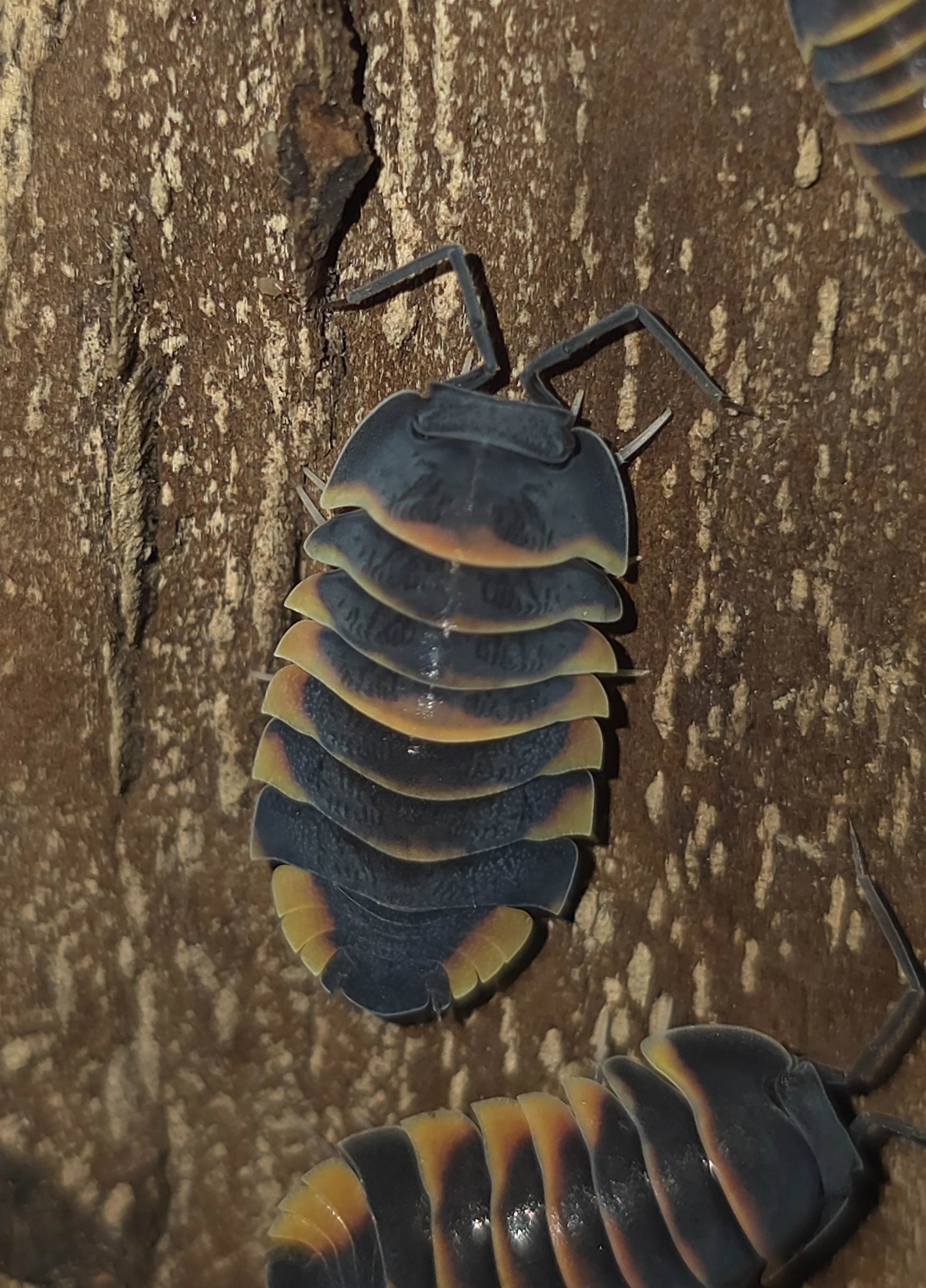Ember Bee 1.jpg