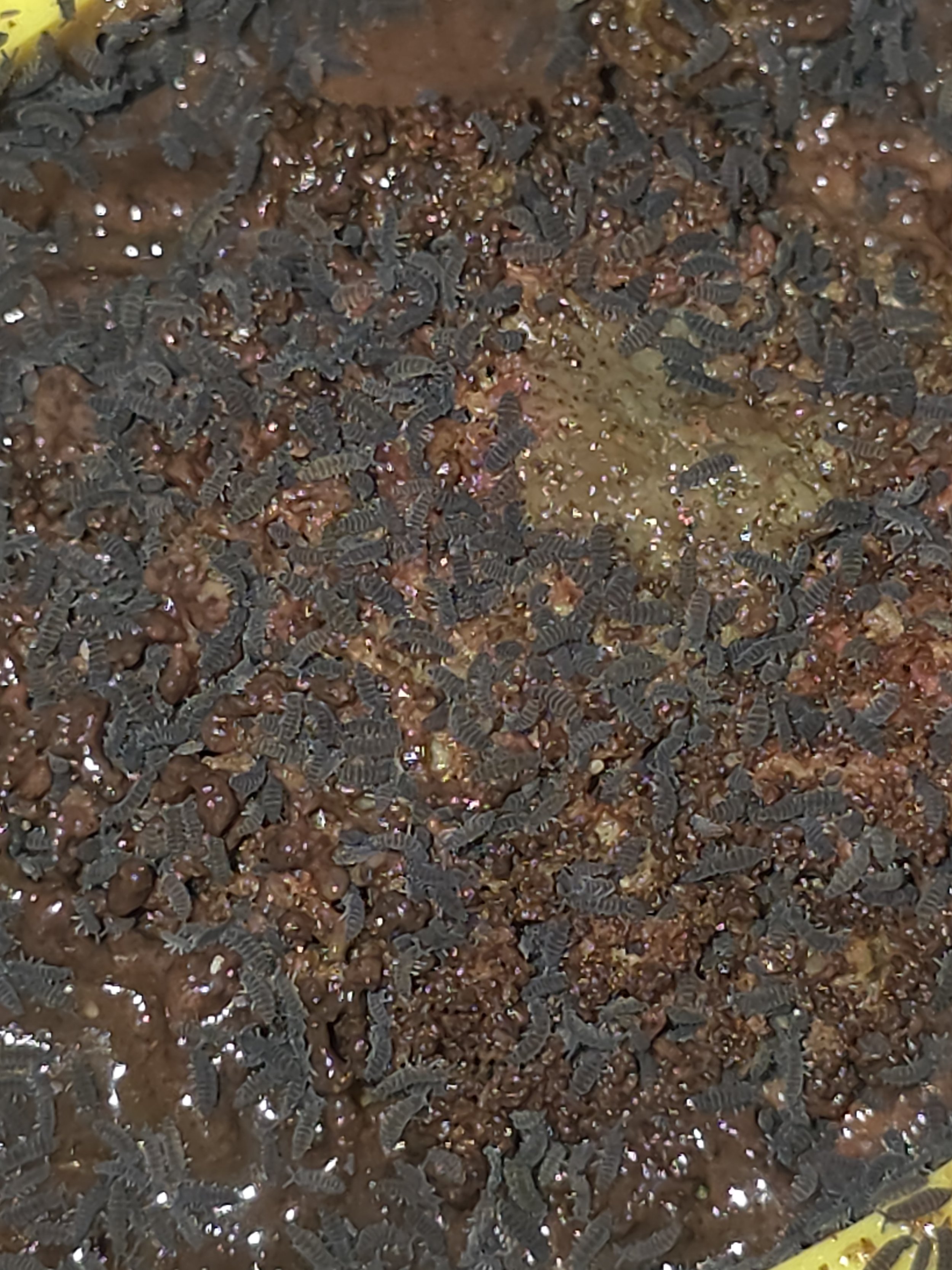 Ceratophysella Sp Lilac