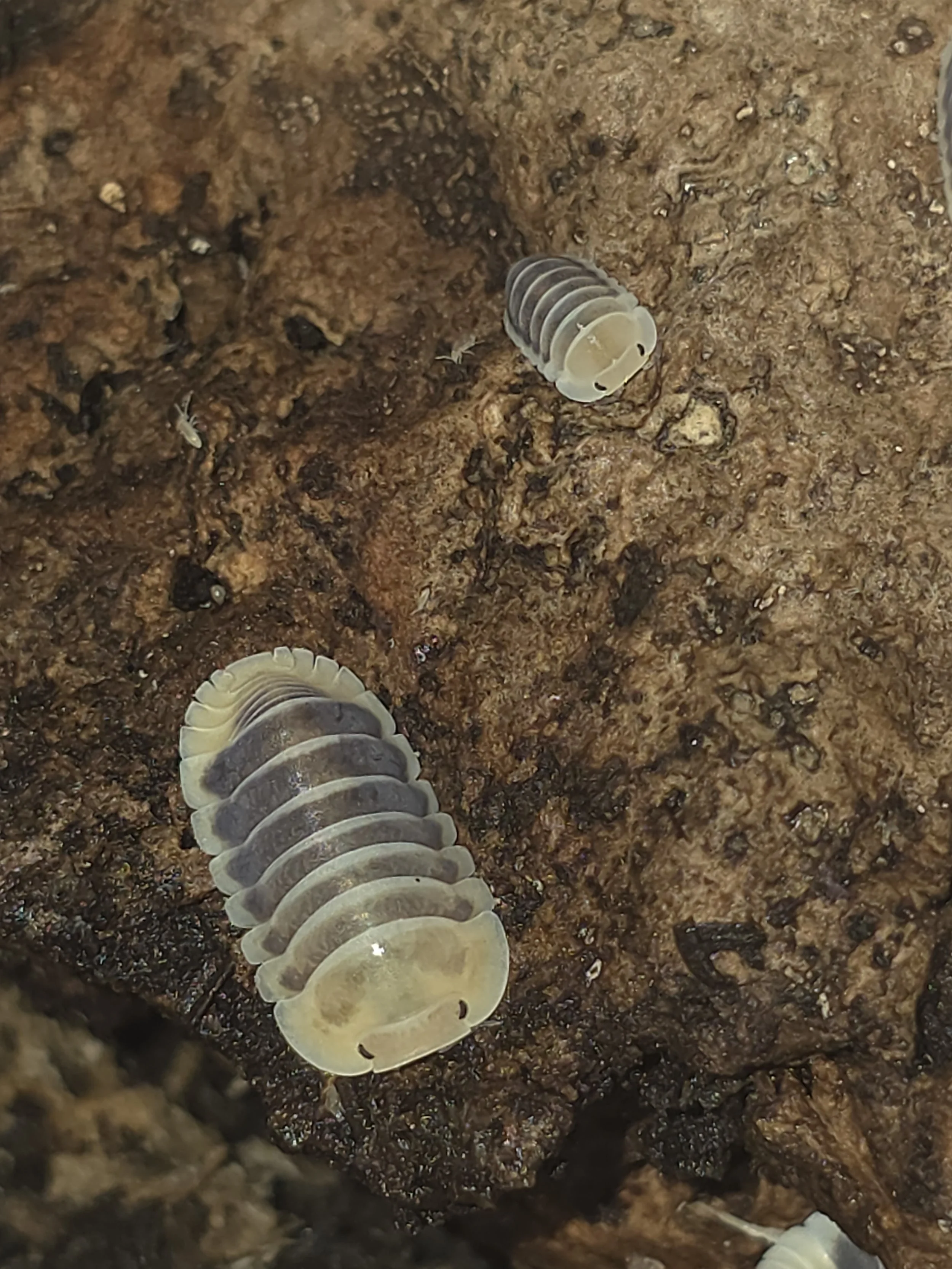 Cubaris Sp. Jupiter