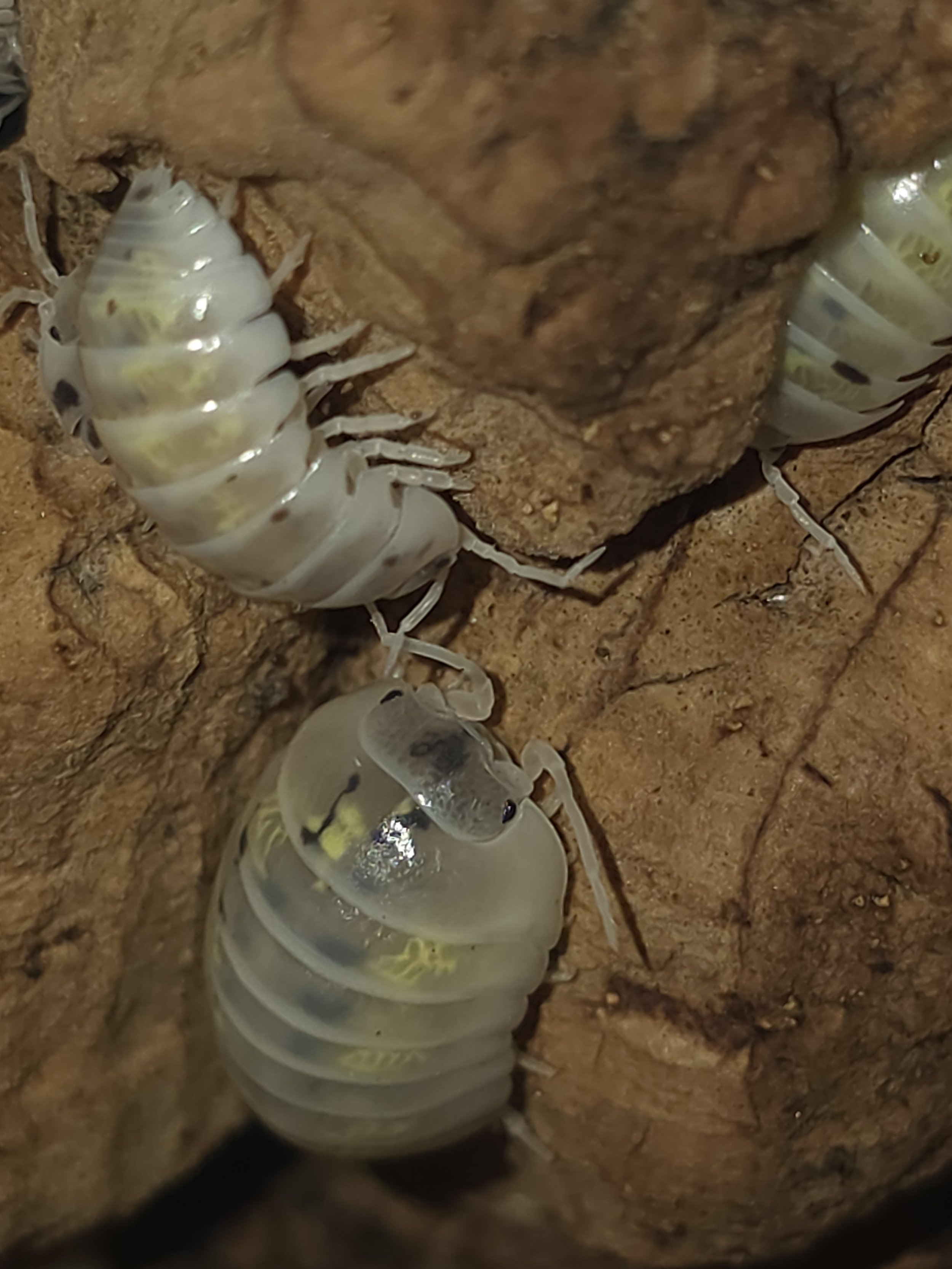 Armadillidium Vulgare Japanese Magic Potion
