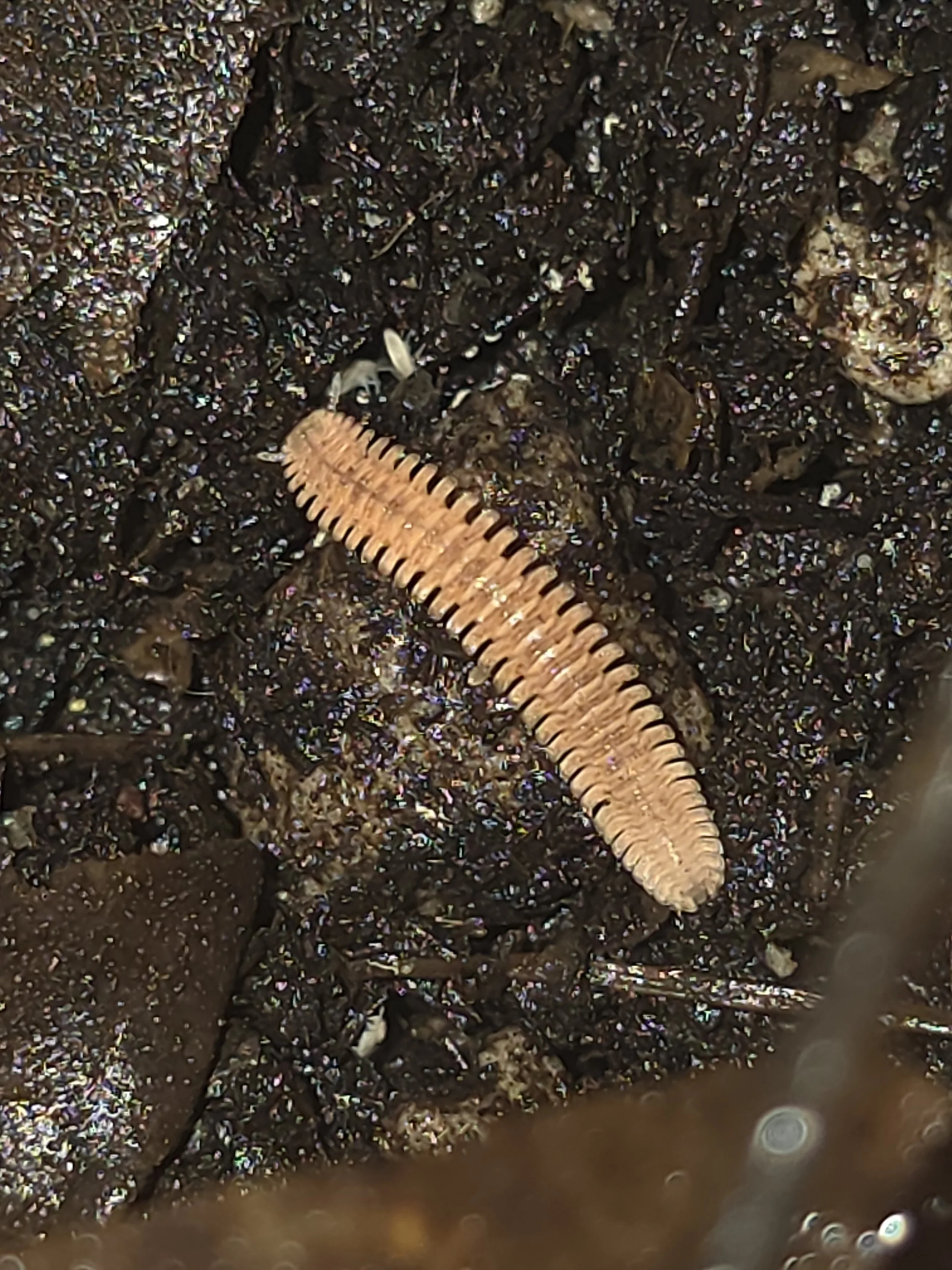 Feather Millipede 4 (1).jpg