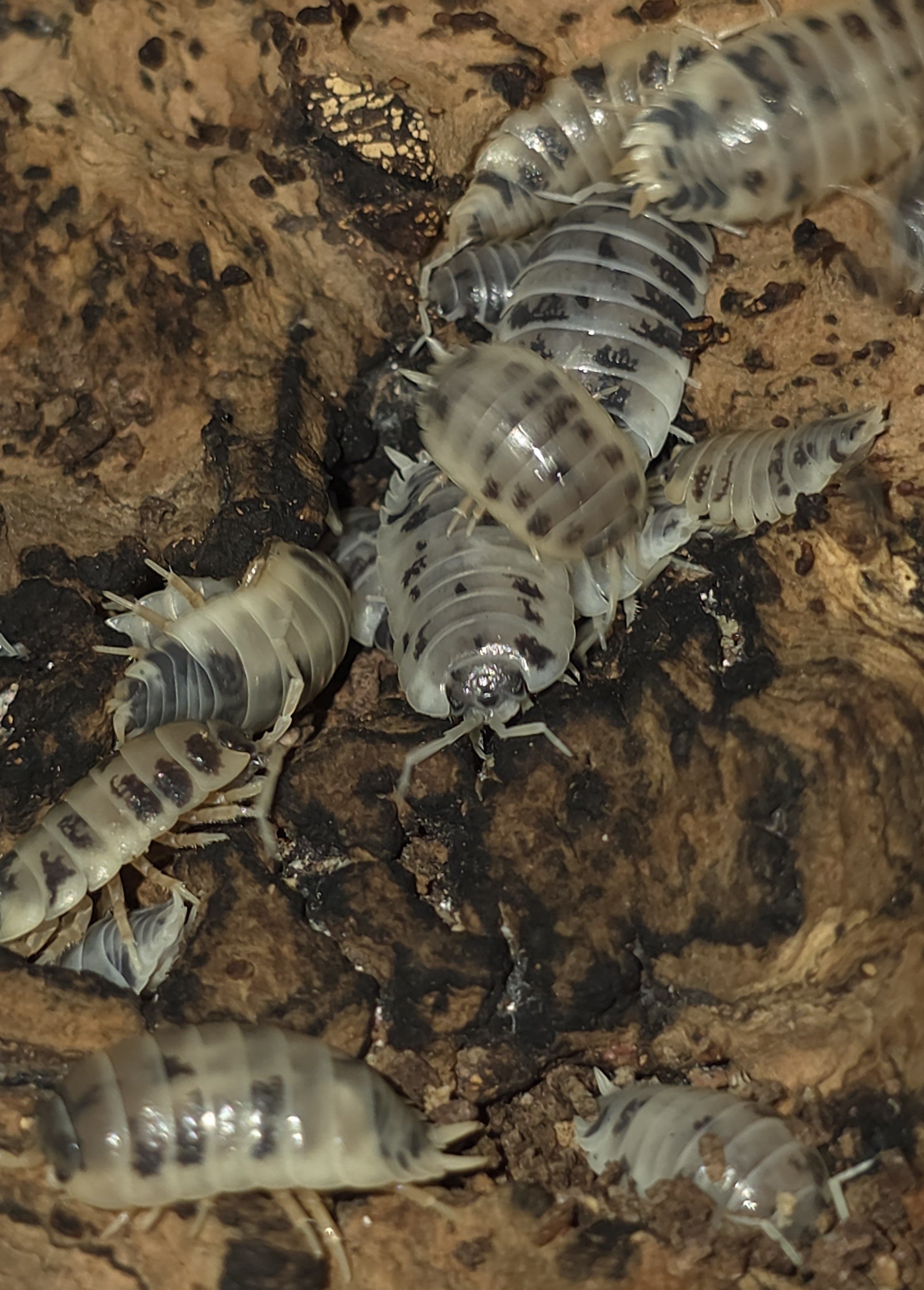 Porcellio Leavis Dairy Cow