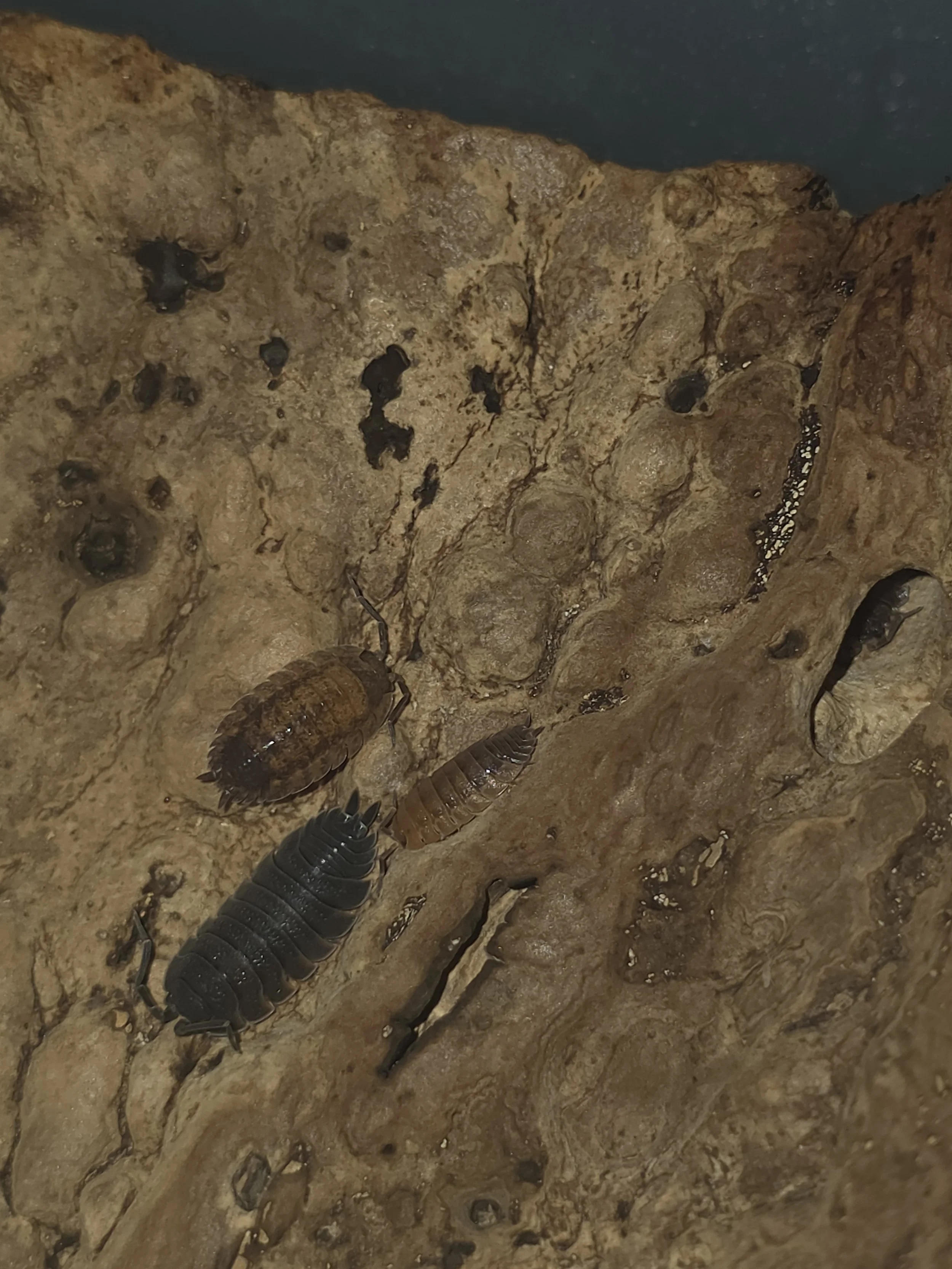 Lava 4.jpg