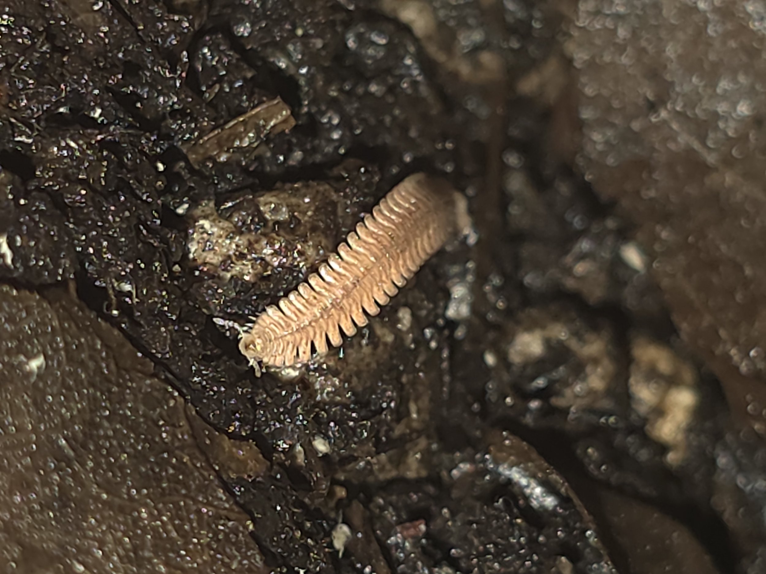 Feather Millipede 4 (2).jpg