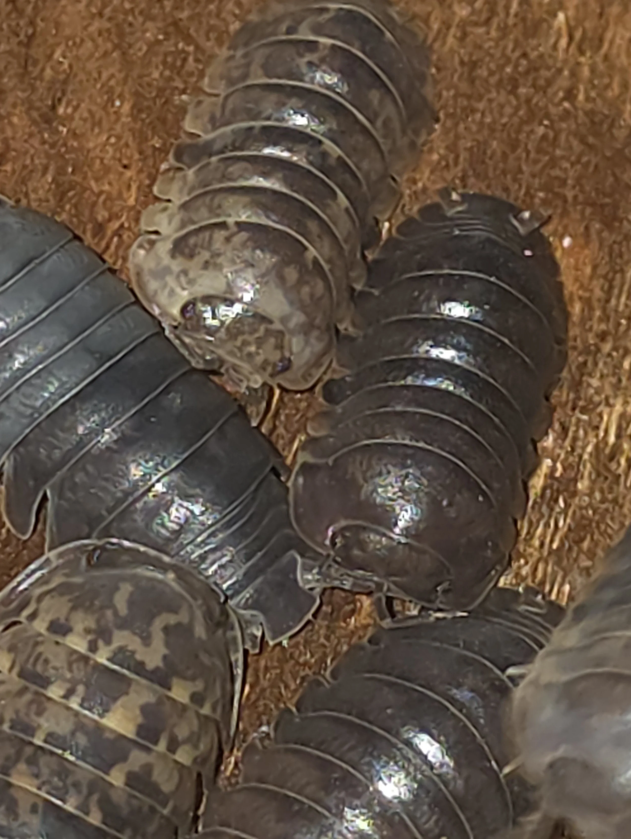 Filipinodillo Sp. Cordova