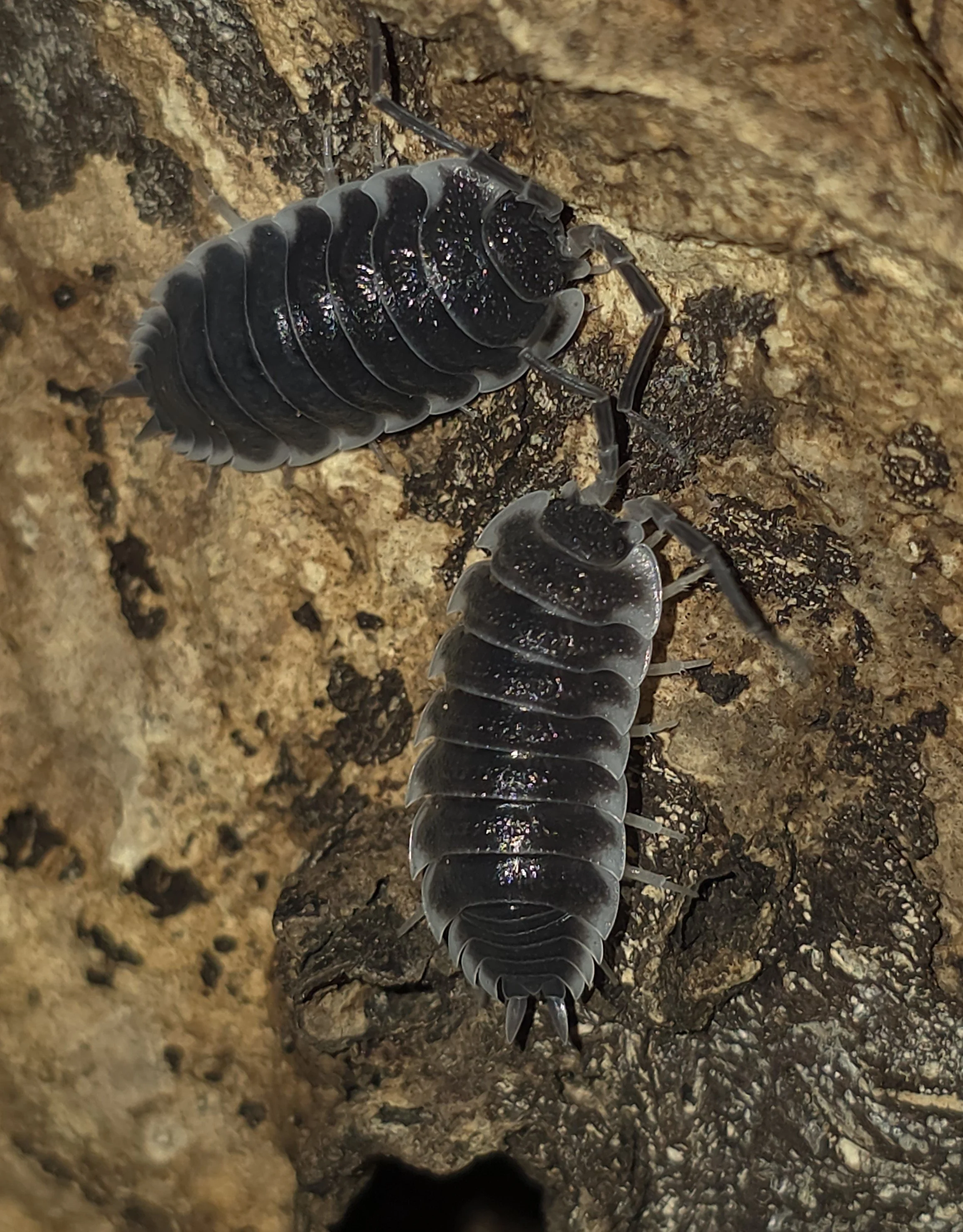 Porcellio Hoffmannseggii OG