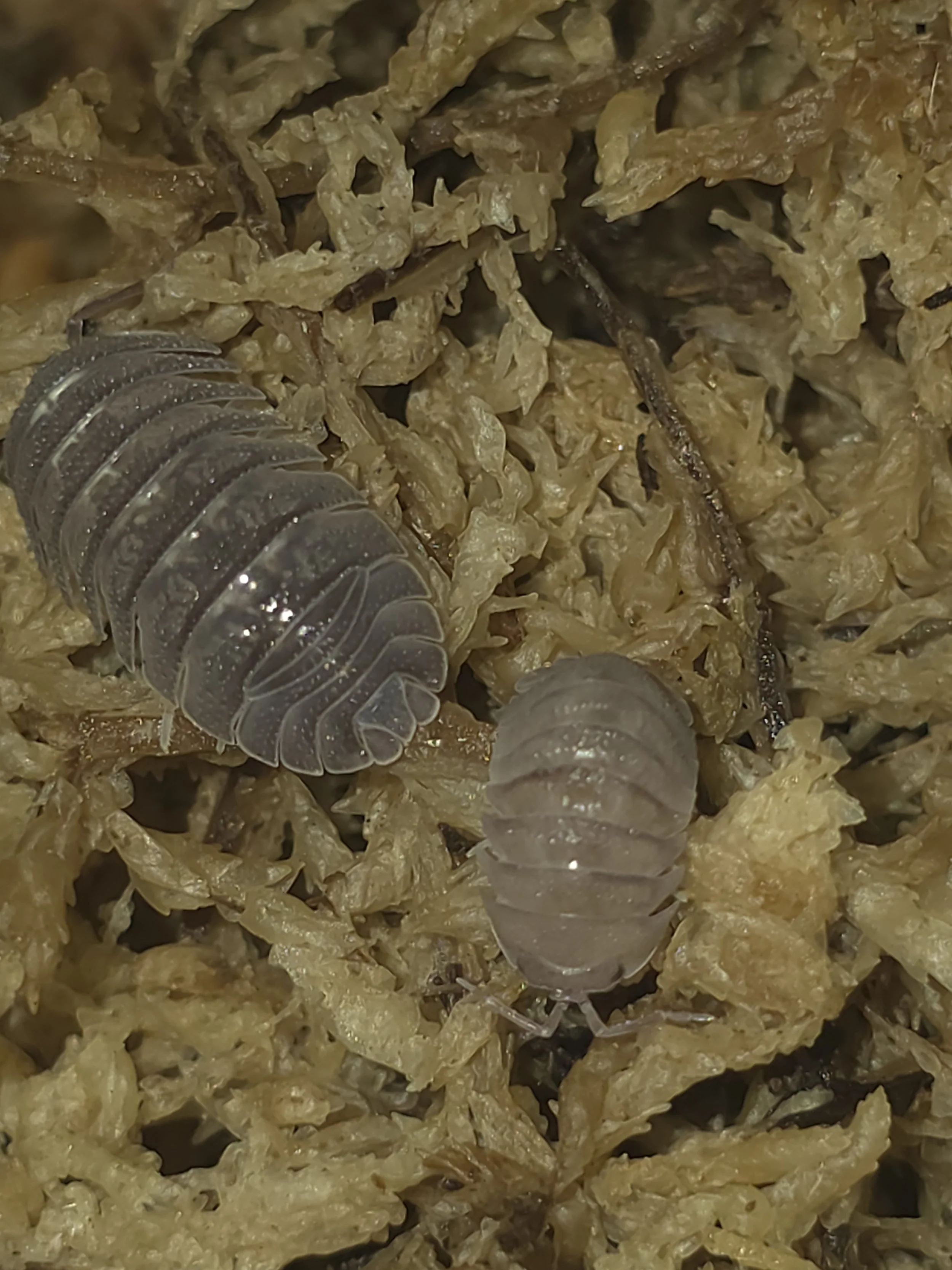 Sandstone 1.jpg