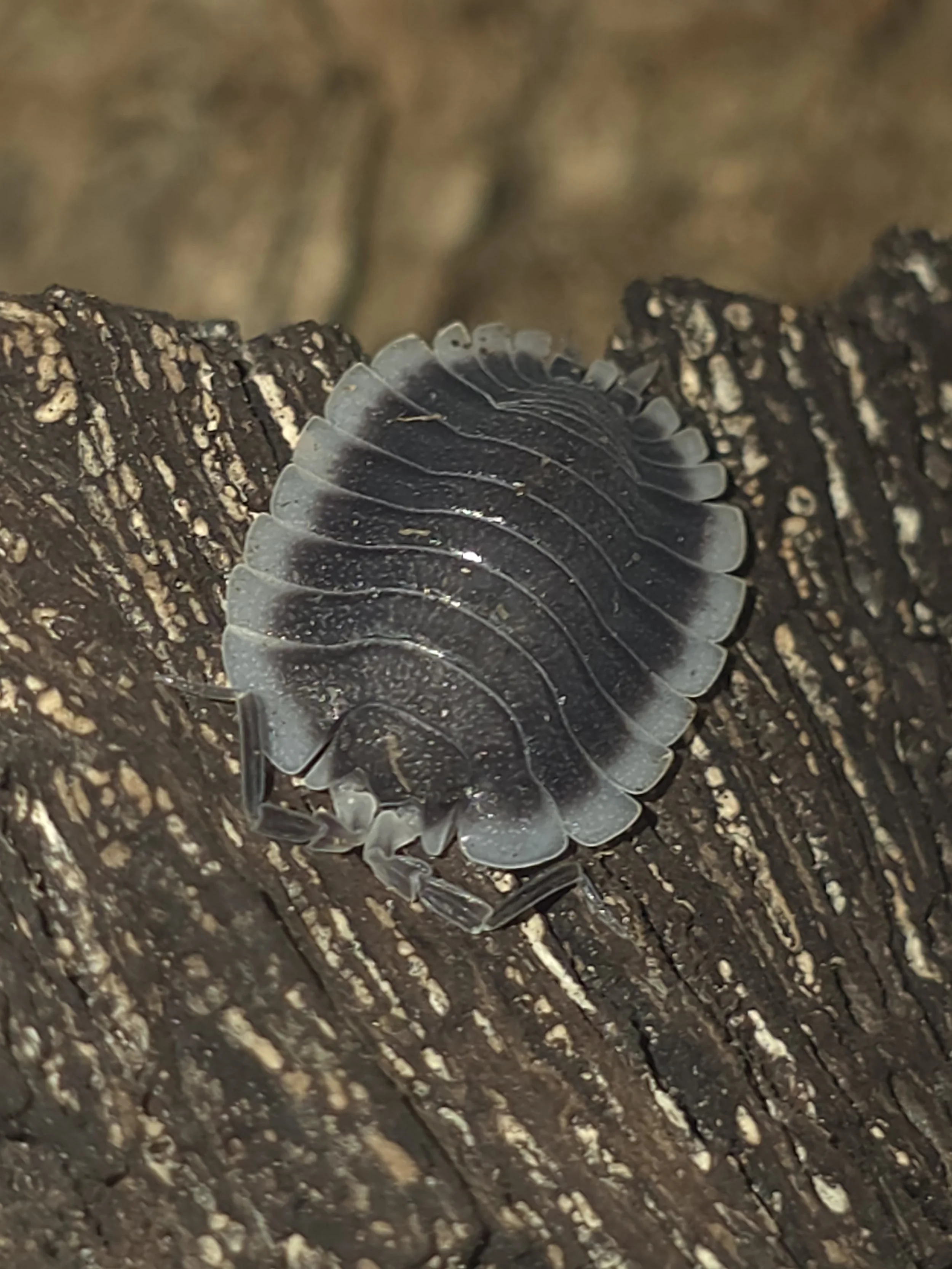 Porcellio Werneri Greek Shield