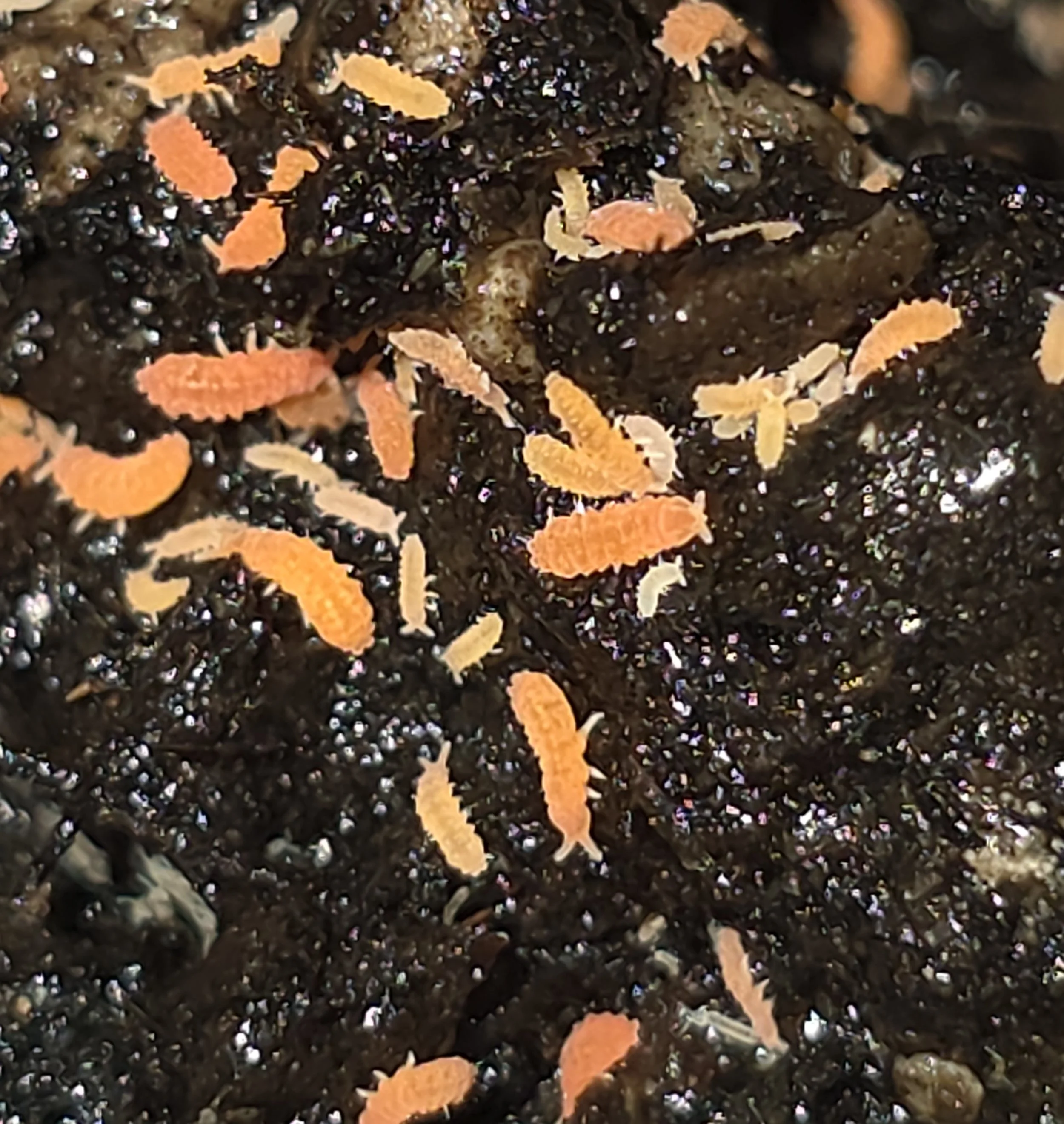 Yuukinora Aphoruroides Thai Orange