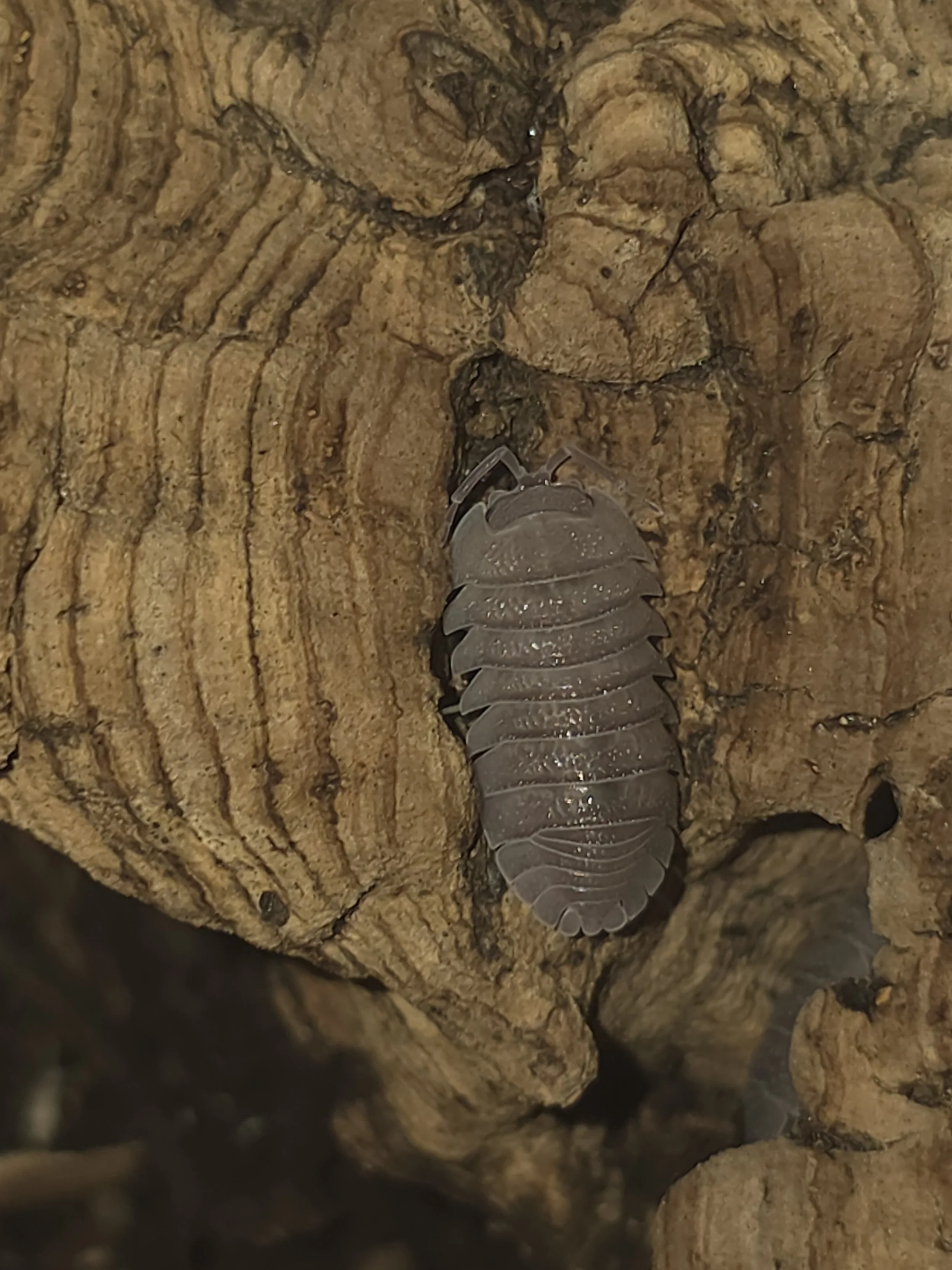 Sandstone 2.jpg