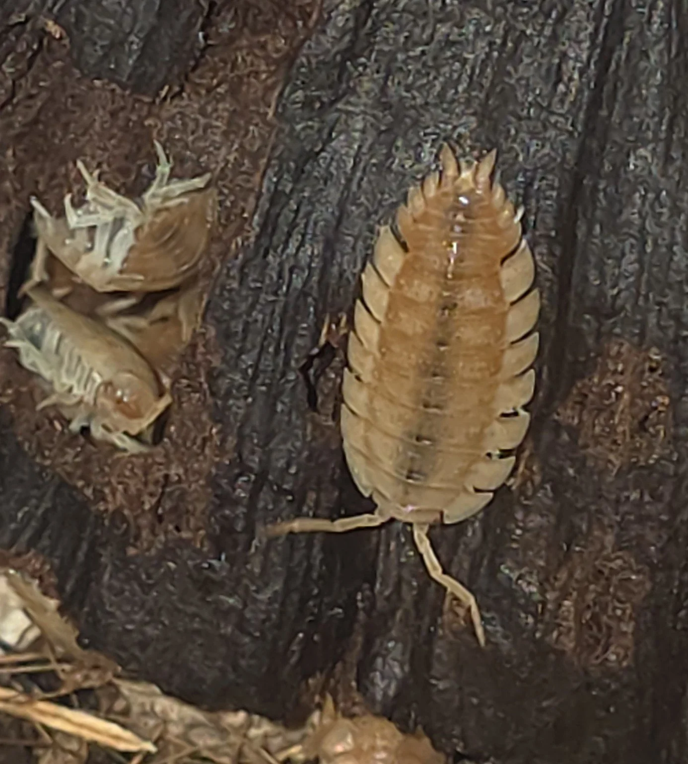 Porcellio Scaber Orange Ember