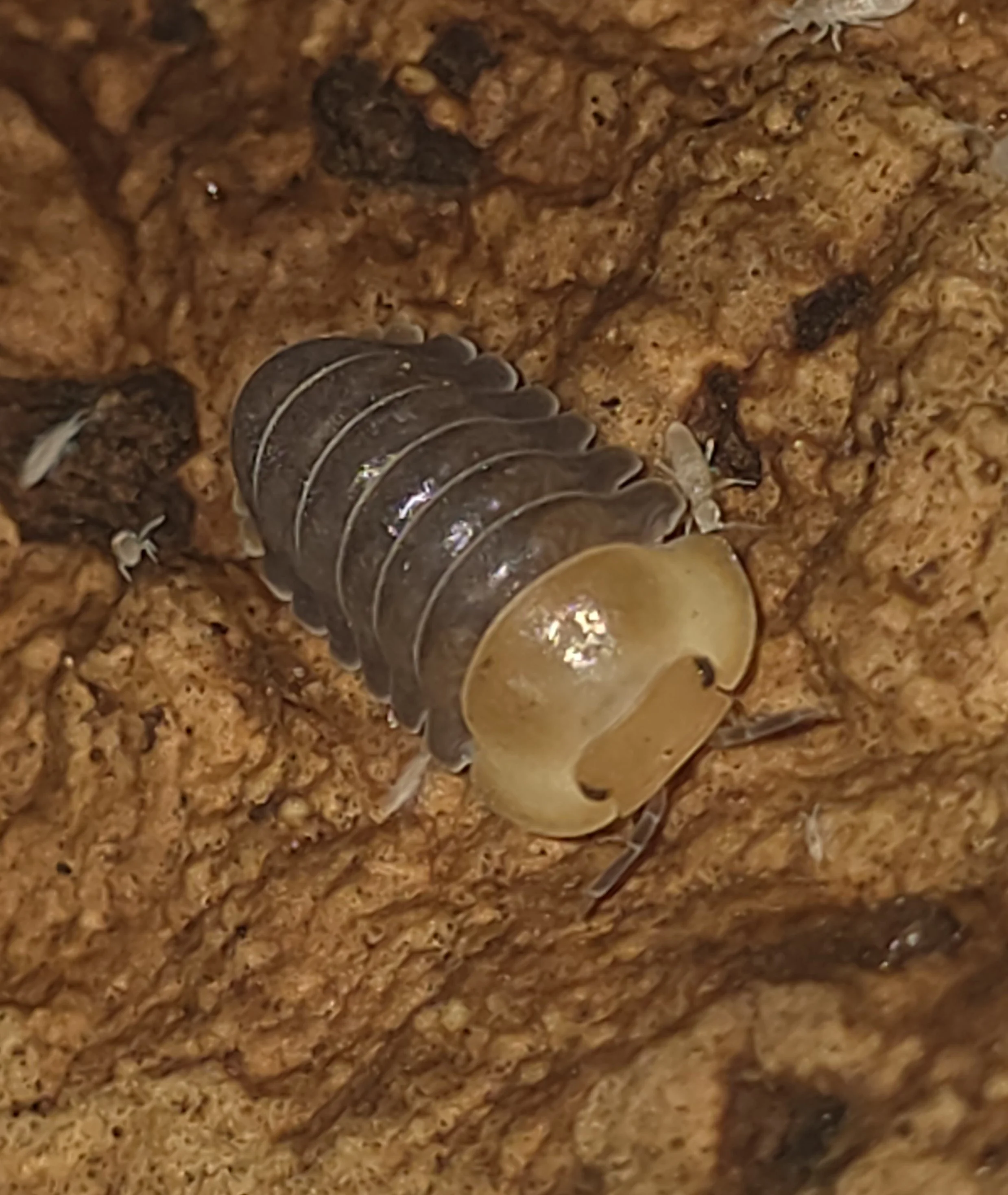 Cubaris Sp. Rubber Ducky