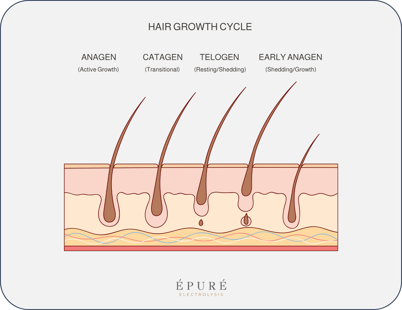 Diagram of hair growth cycle showing four stages: anagen (active growth), catagen (transitional), telogen (resting/shedding), and early anagen (shedding/growth).
