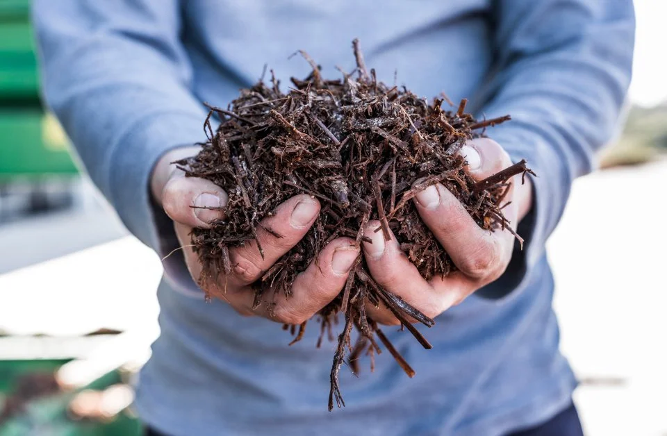Person holding a large handful of wet soil, likely compost or garden dirt, outdoors.