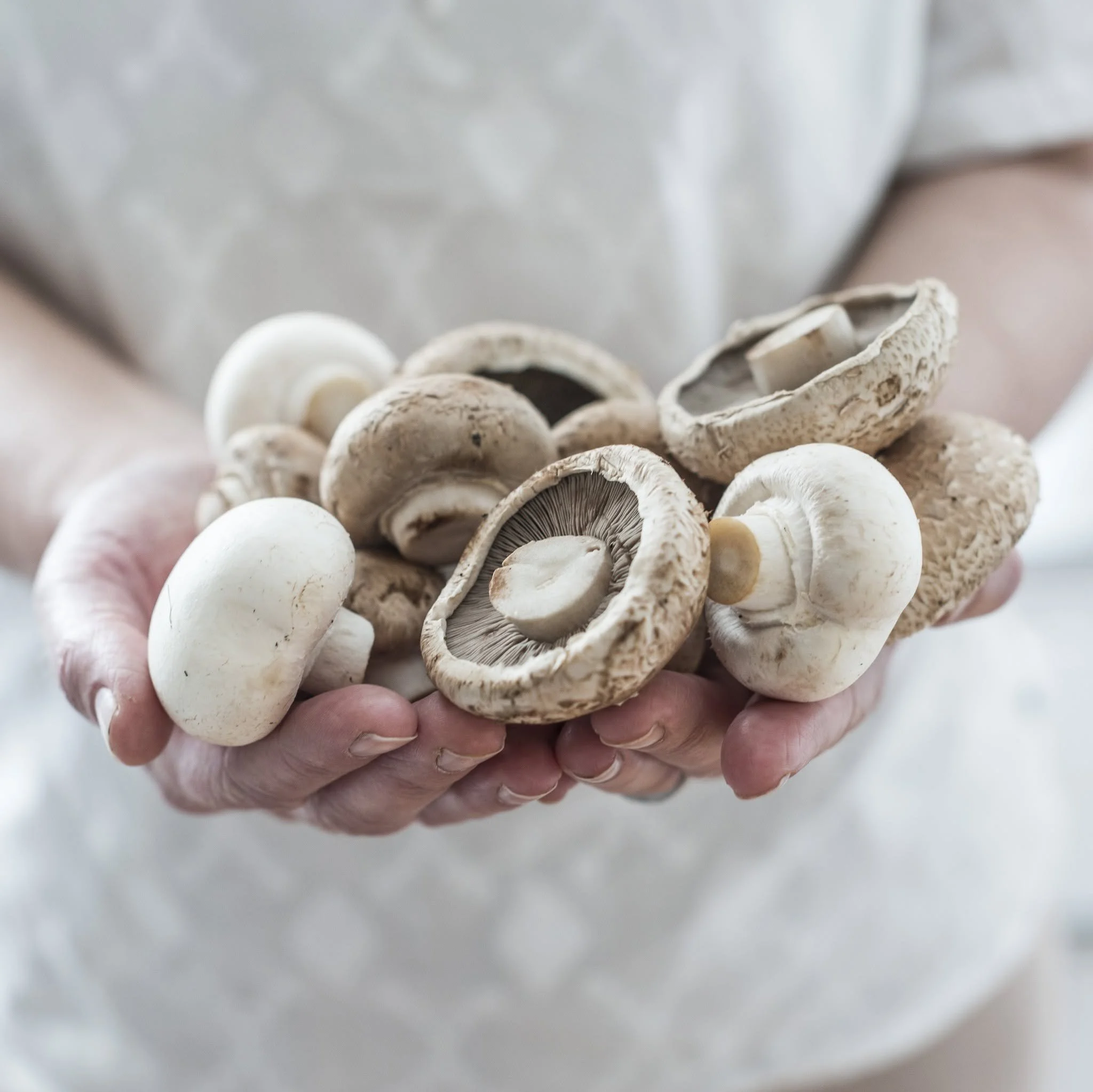 Close-up of white mushrooms inside a paper carton, held by a person's hand.