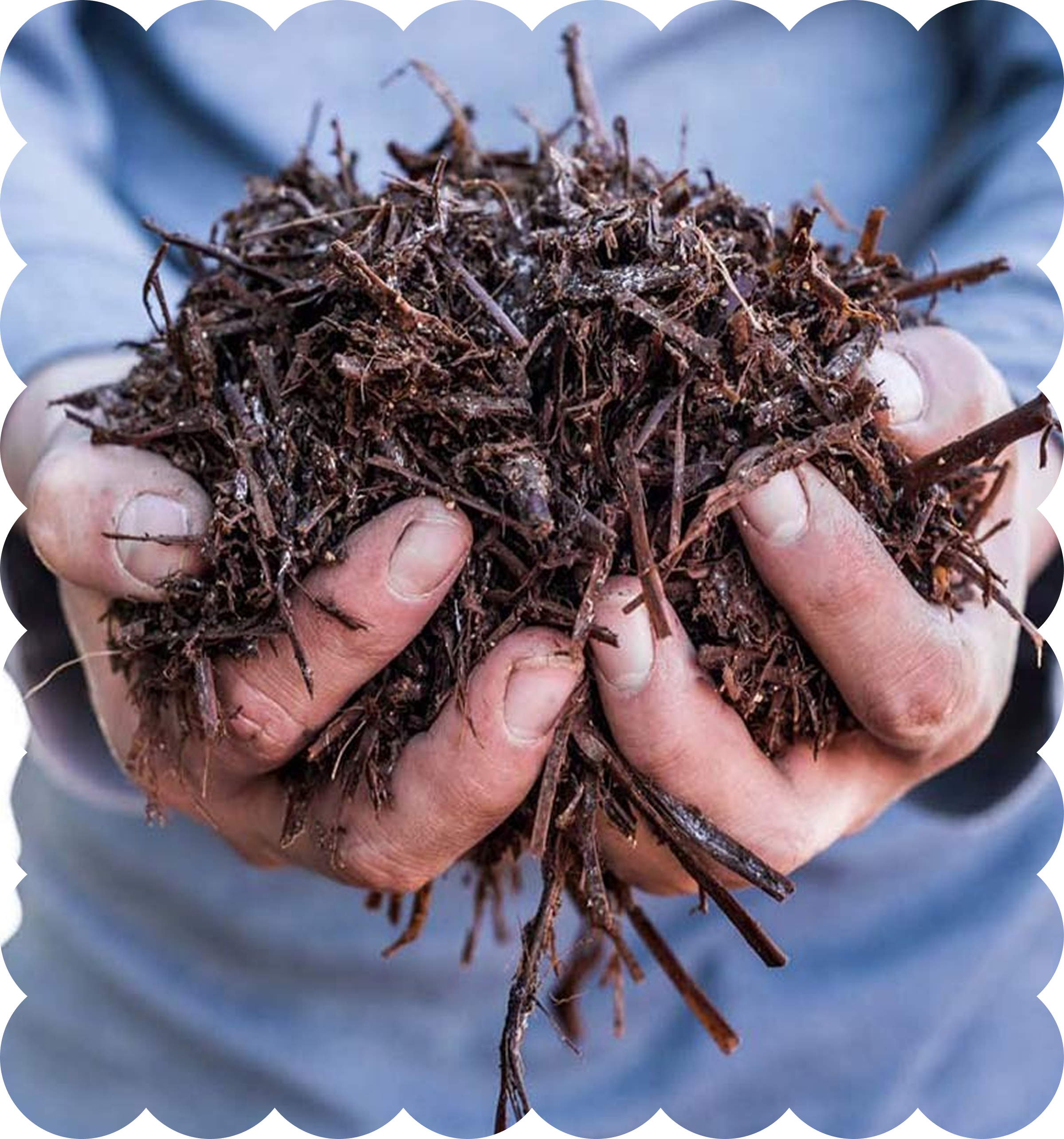 Close-up of a person's hands holding a small bundle of tangled dried twigs or roots. The hands are dirty and rough, with short nails.
