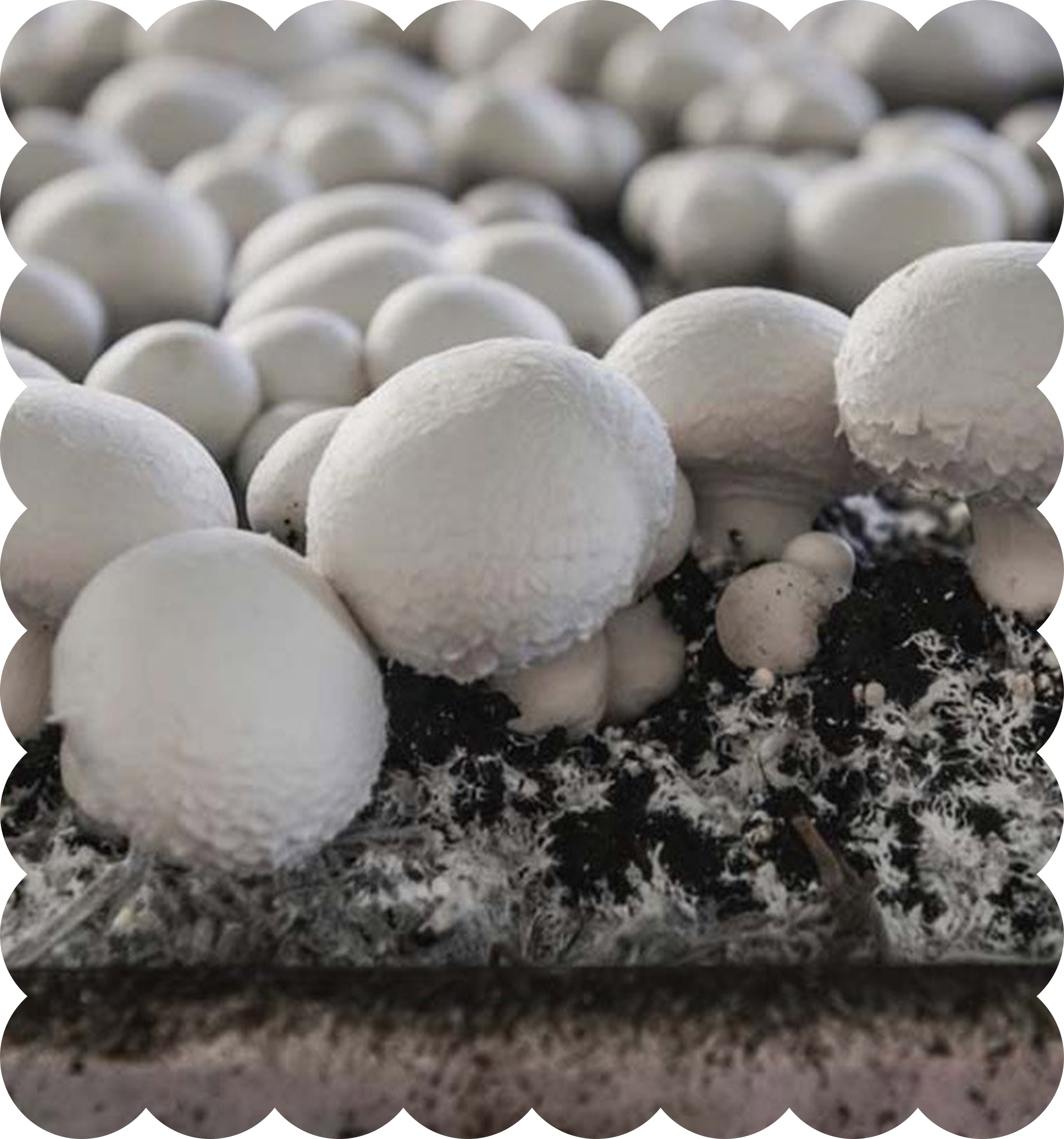 Close-up view of numerous white golf balls arranged on a rough surface.