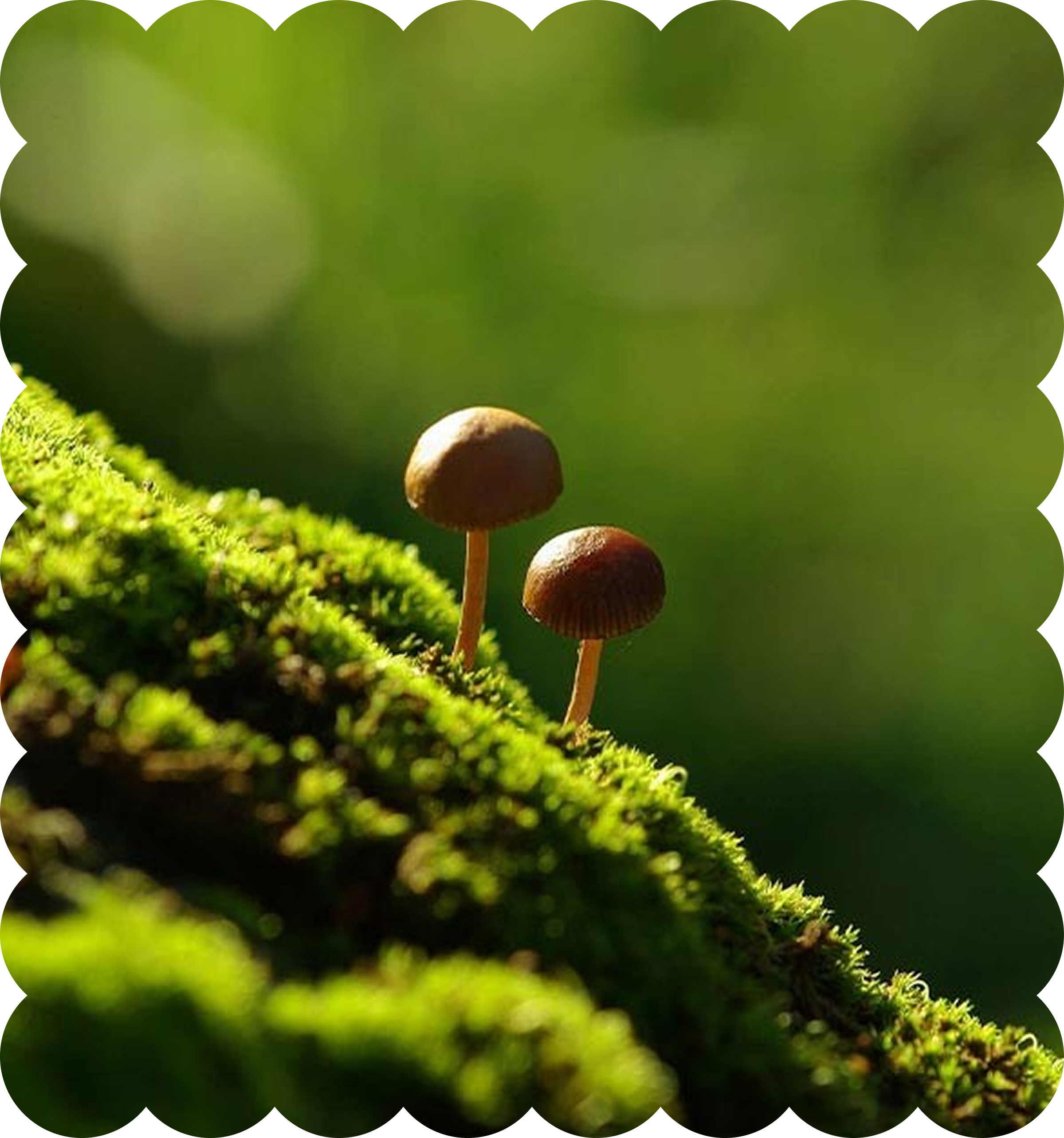 Close-up of small mushrooms growing on a mossy surface in a natural outdoor setting.
