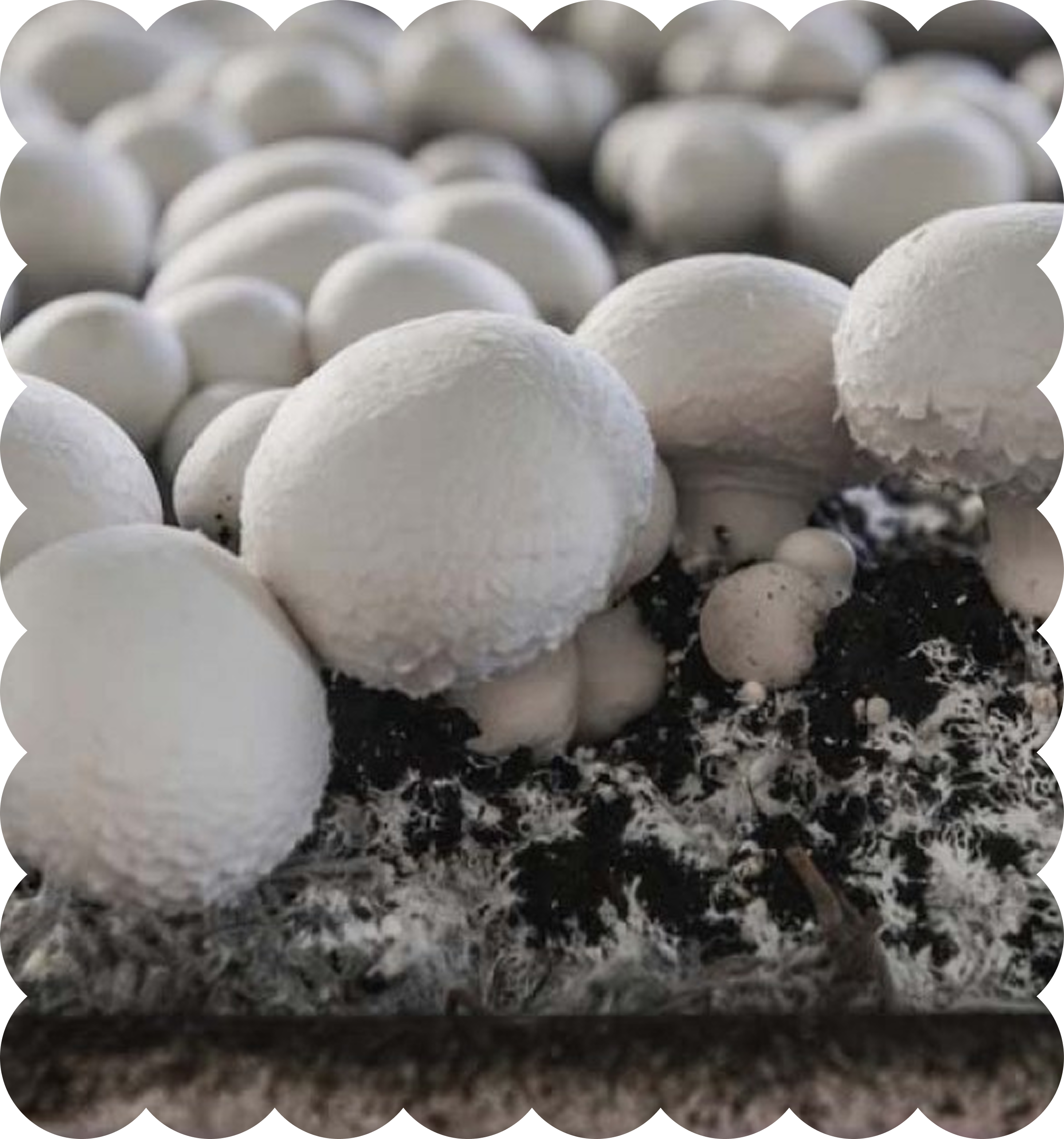 Close-up of multiple white eggs in a tray with a layer of broken eggshells.