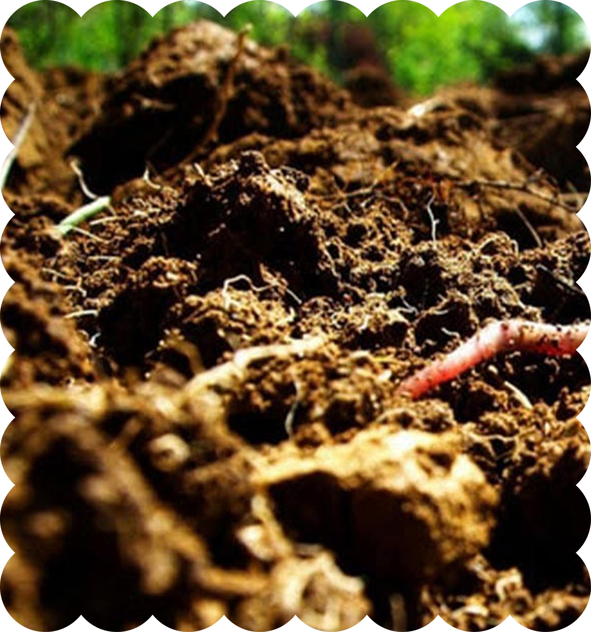 Close-up of soil and tiny plant roots emerging from the ground in a natural outdoor setting.