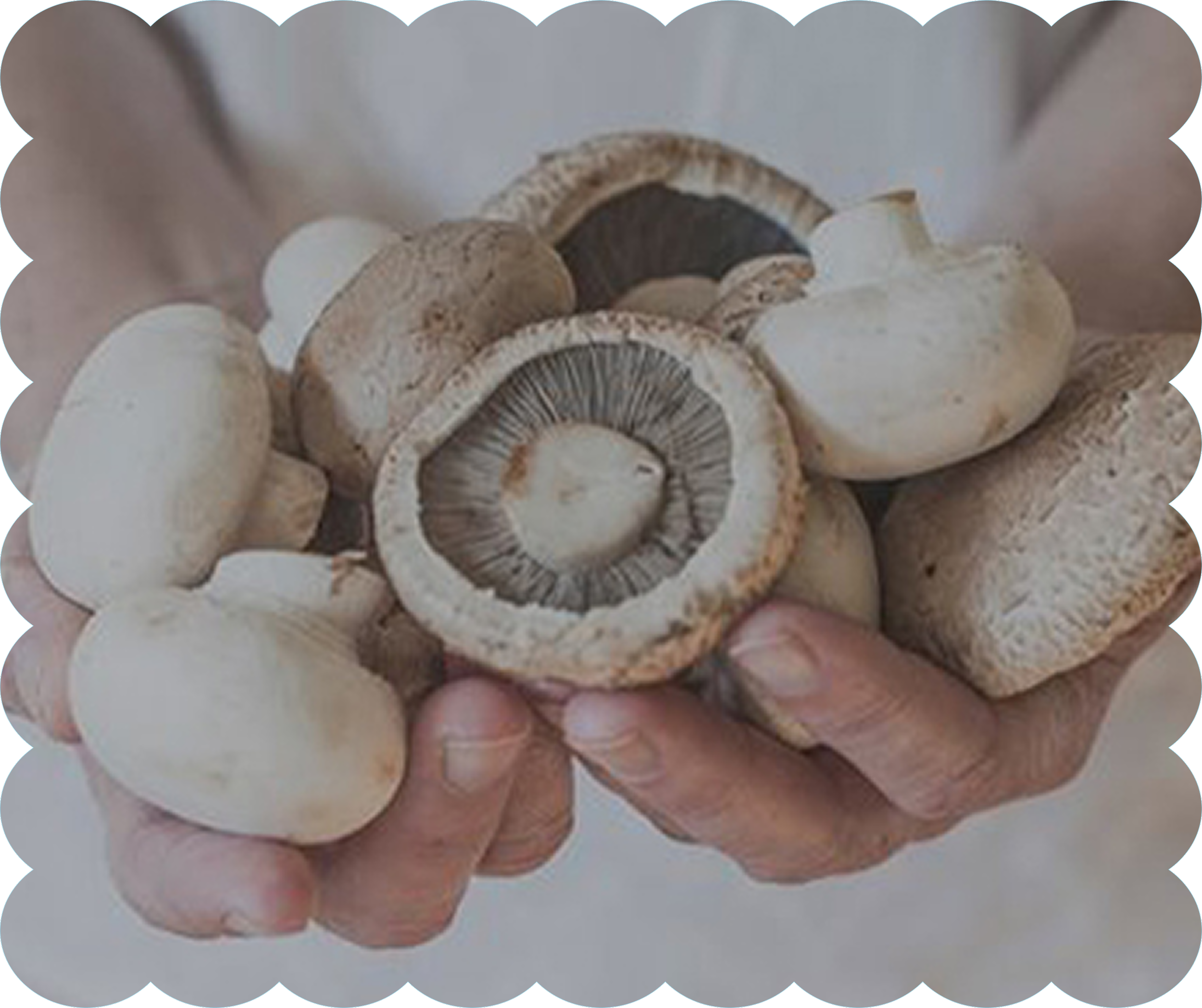 Close-up of sliced mushrooms, with focus on the gills and stem.