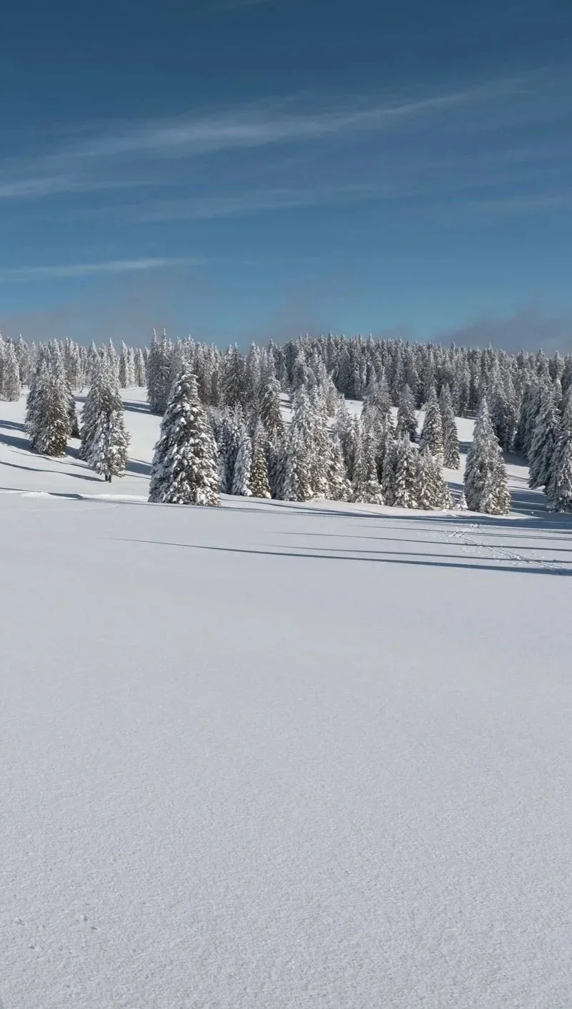 Snow-covered field with evergreen trees and blue sky with wispy clouds.