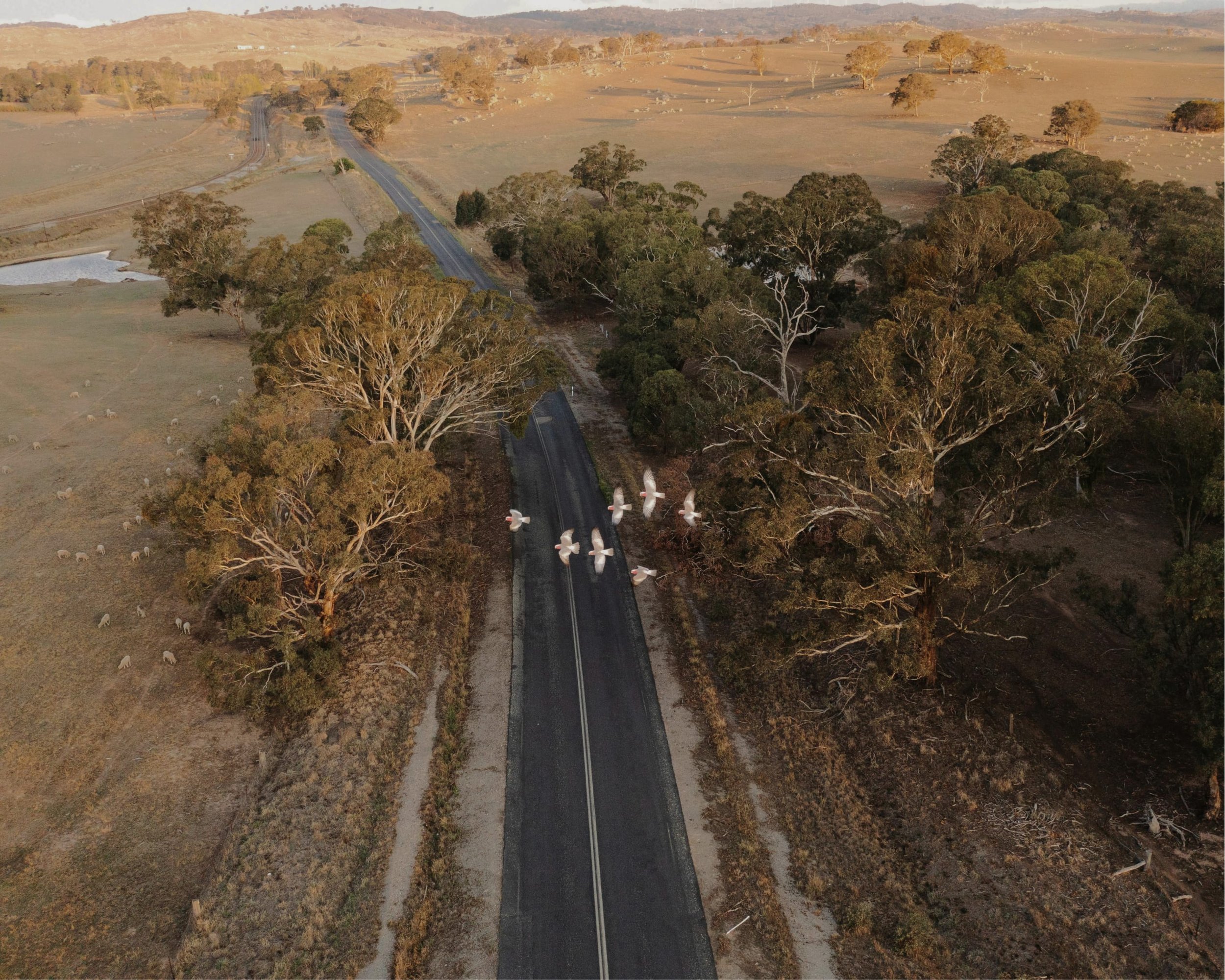 Drone aerial view of a rural landscape with a road and a flock of white birds flying low over the trees, dry fields, and rolling hills in the background.