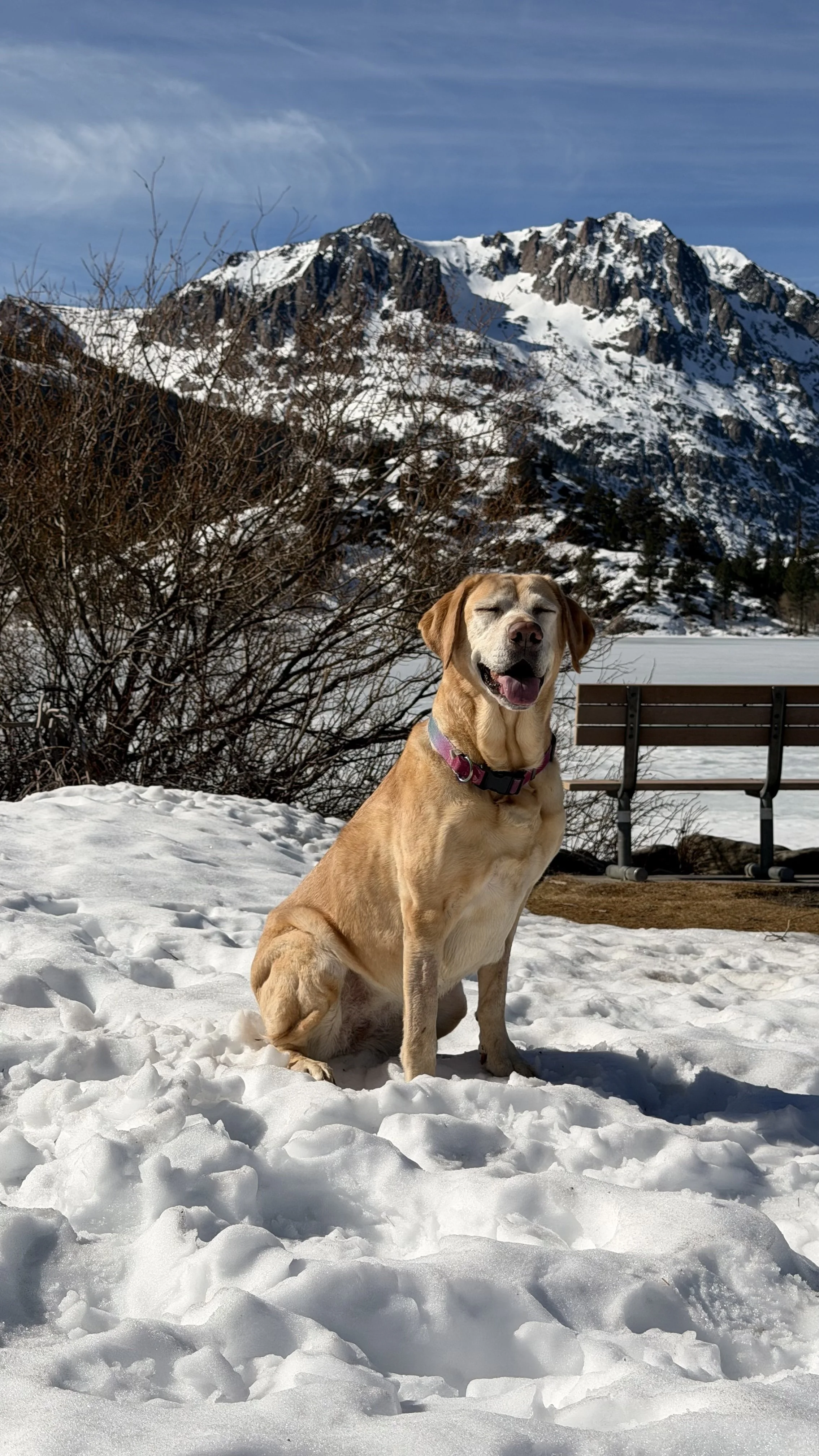 A happy yellow Labrador dog sitting on snow in front of a mountain landscape with snow-covered peaks, leafless bushes, and a park bench.