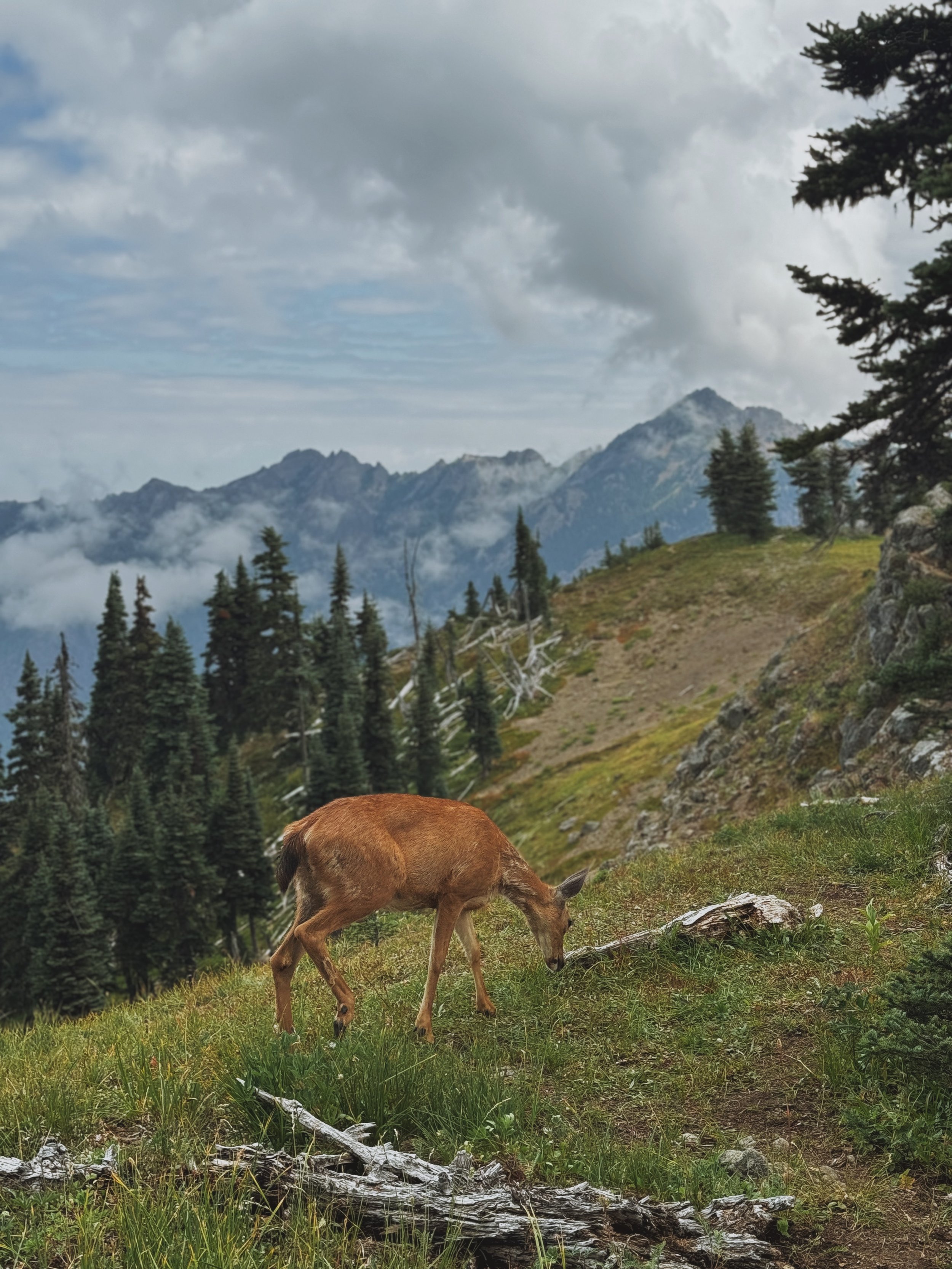 A mountain landscape with trees and cloudy sky, a grazing brown deer in the foreground.