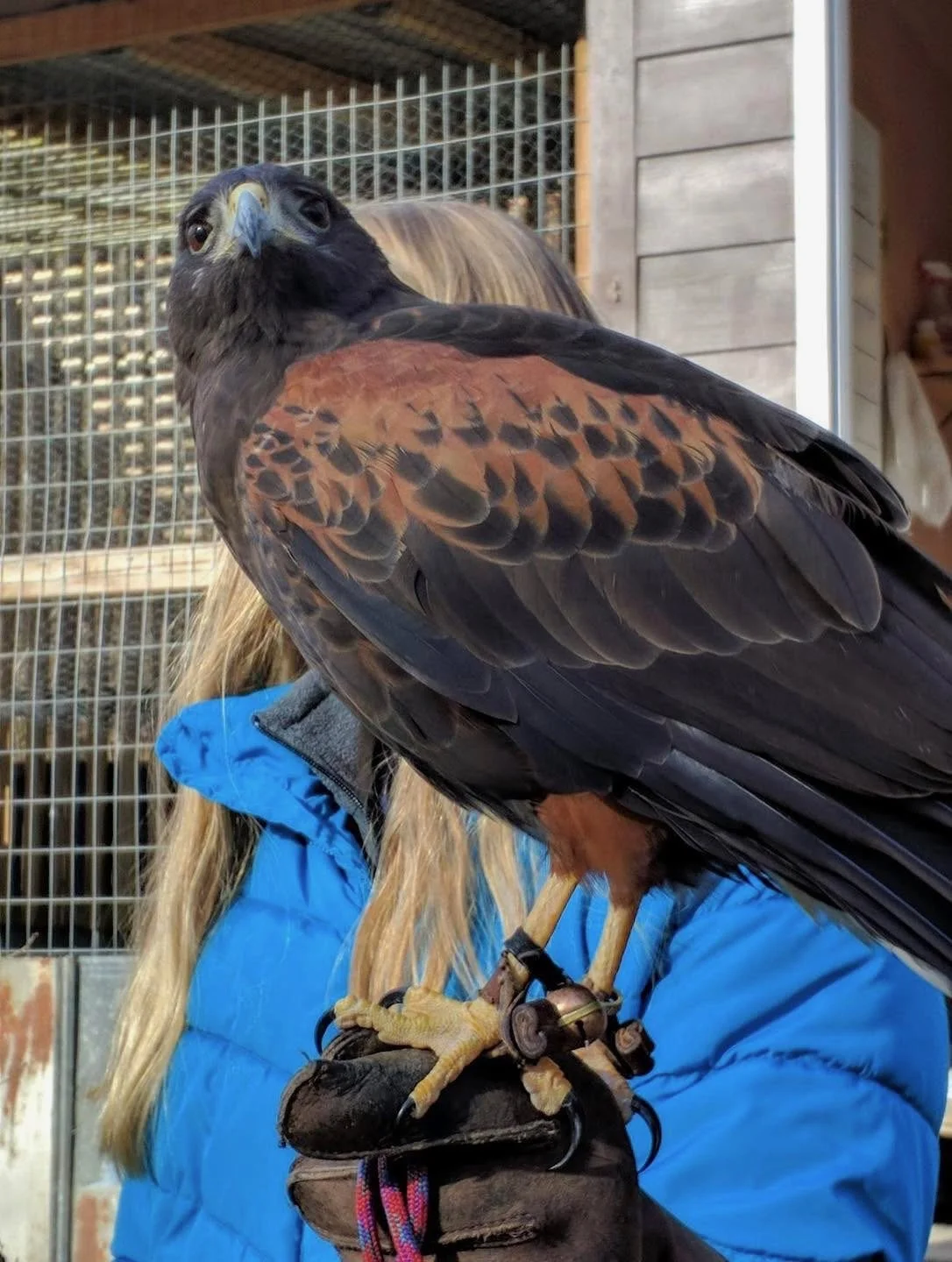 A person wearing a blue jacket holding a bird of prey, specifically a hawk, on their gloved hand. The background shows a cage or aviary with wire fencing.