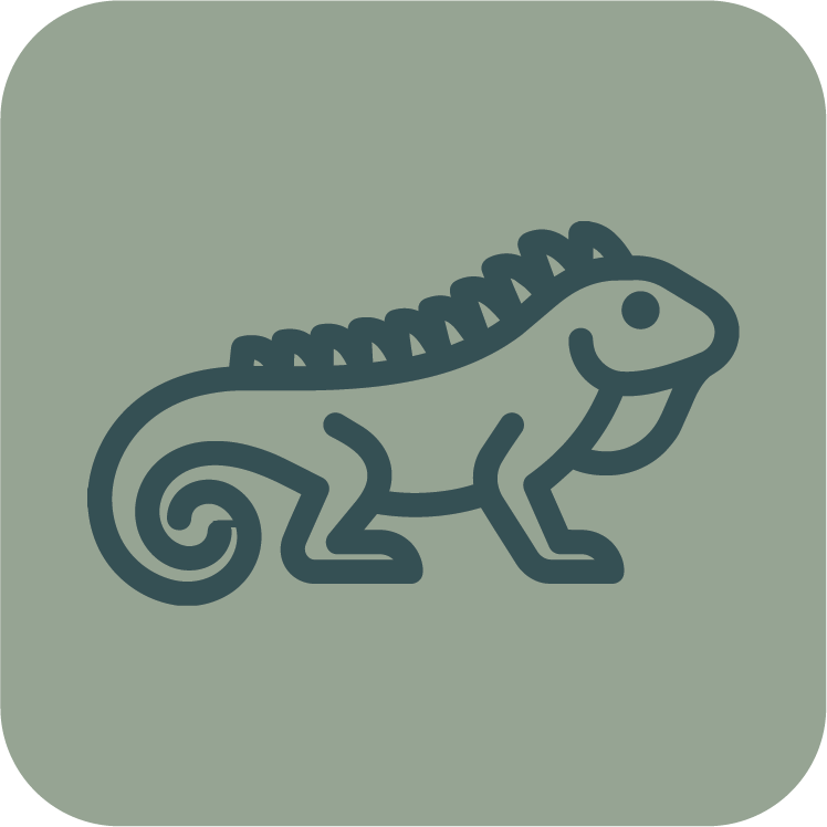 Simple line drawing of a chameleon on a light green background.