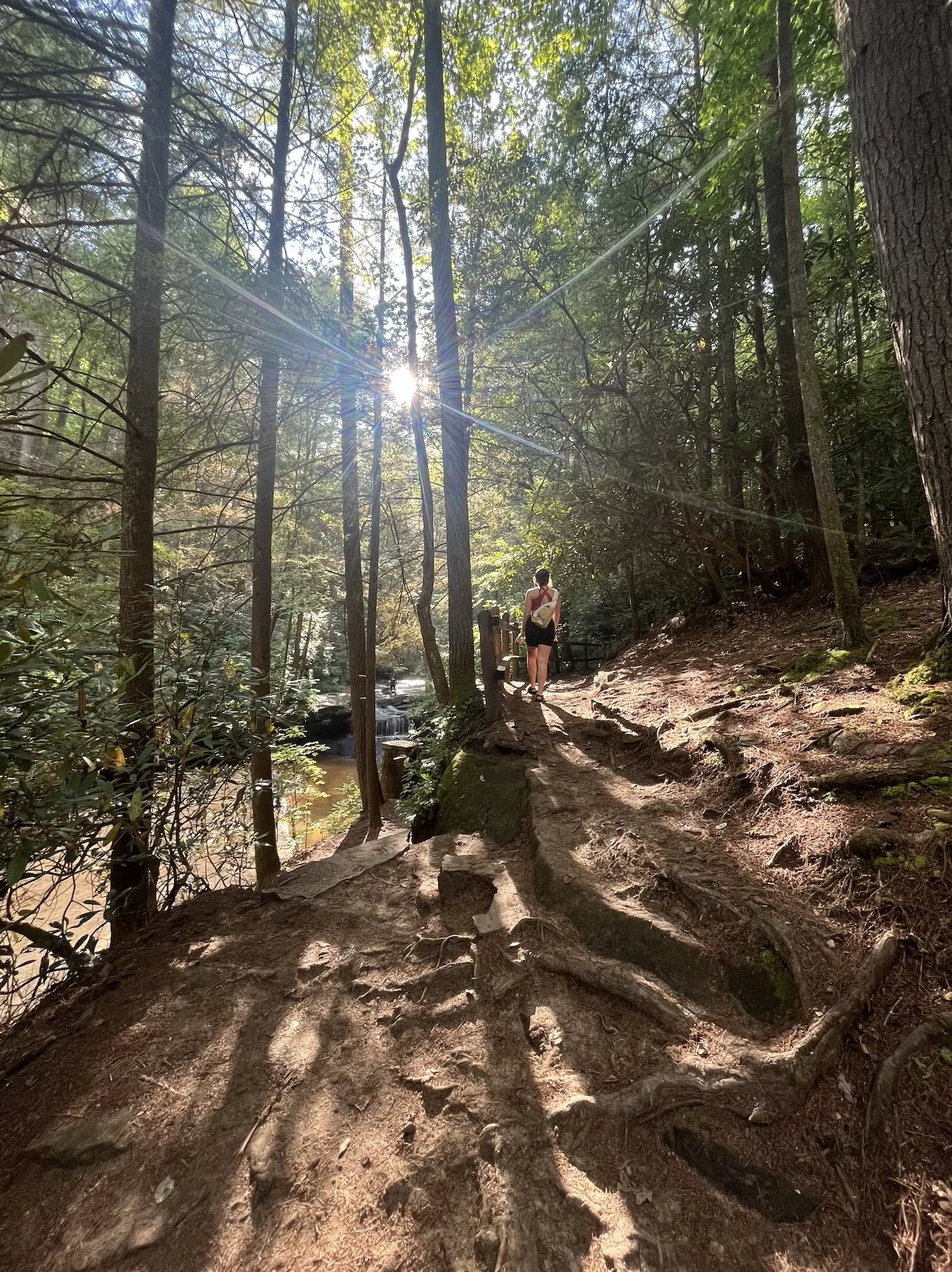 A person standing on a forest trail surrounded by tall trees with sunlight filtering through the leaves.