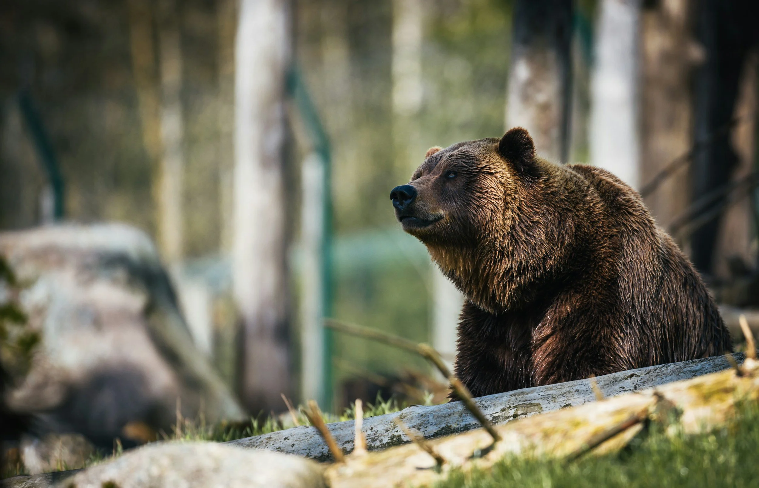 A brown bear sitting outdoors among trees and logs, facing slightly to the left with ears perked up.