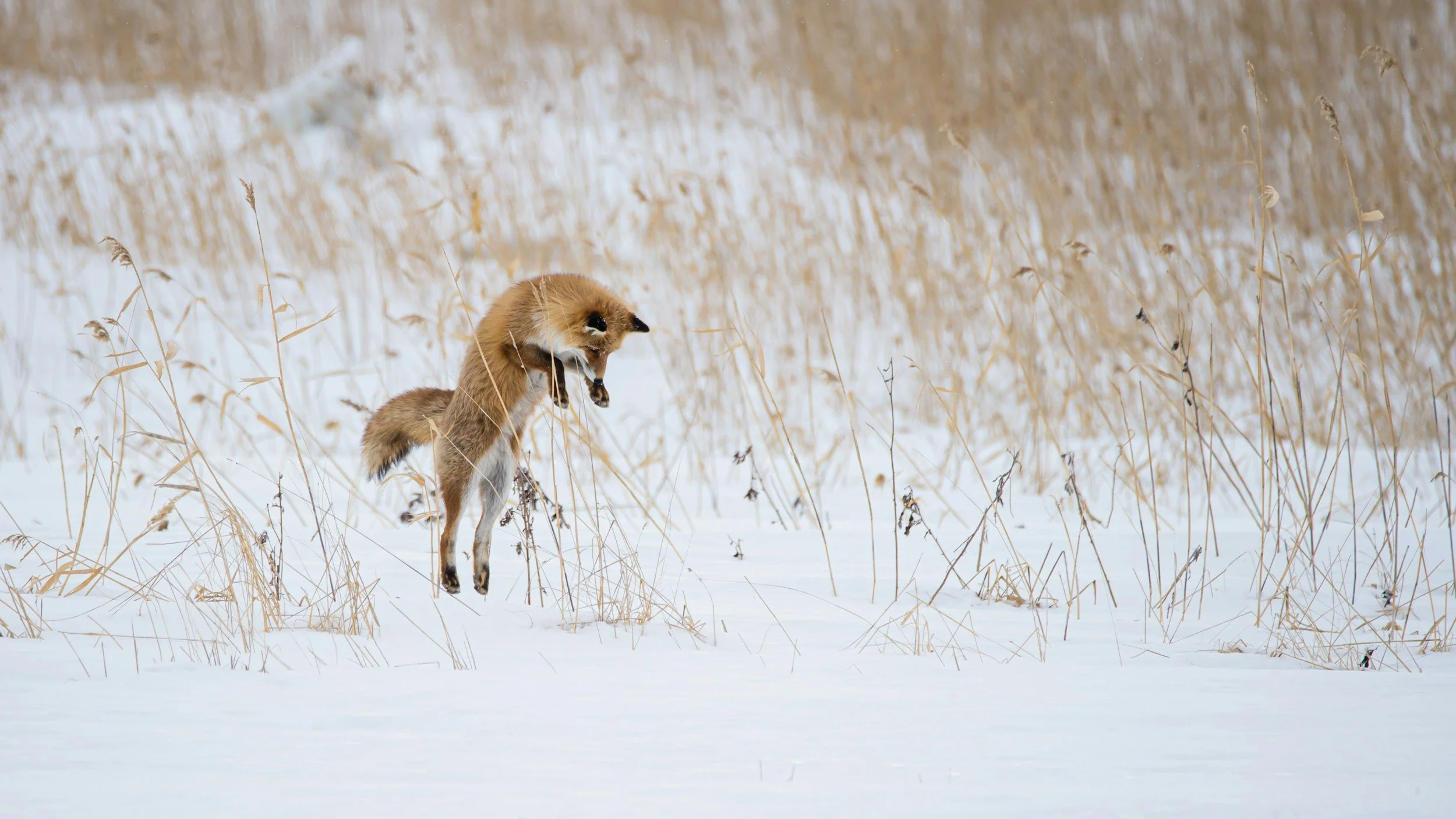 A fox leaping through a snow-covered field with tall, dry grasses in the background.