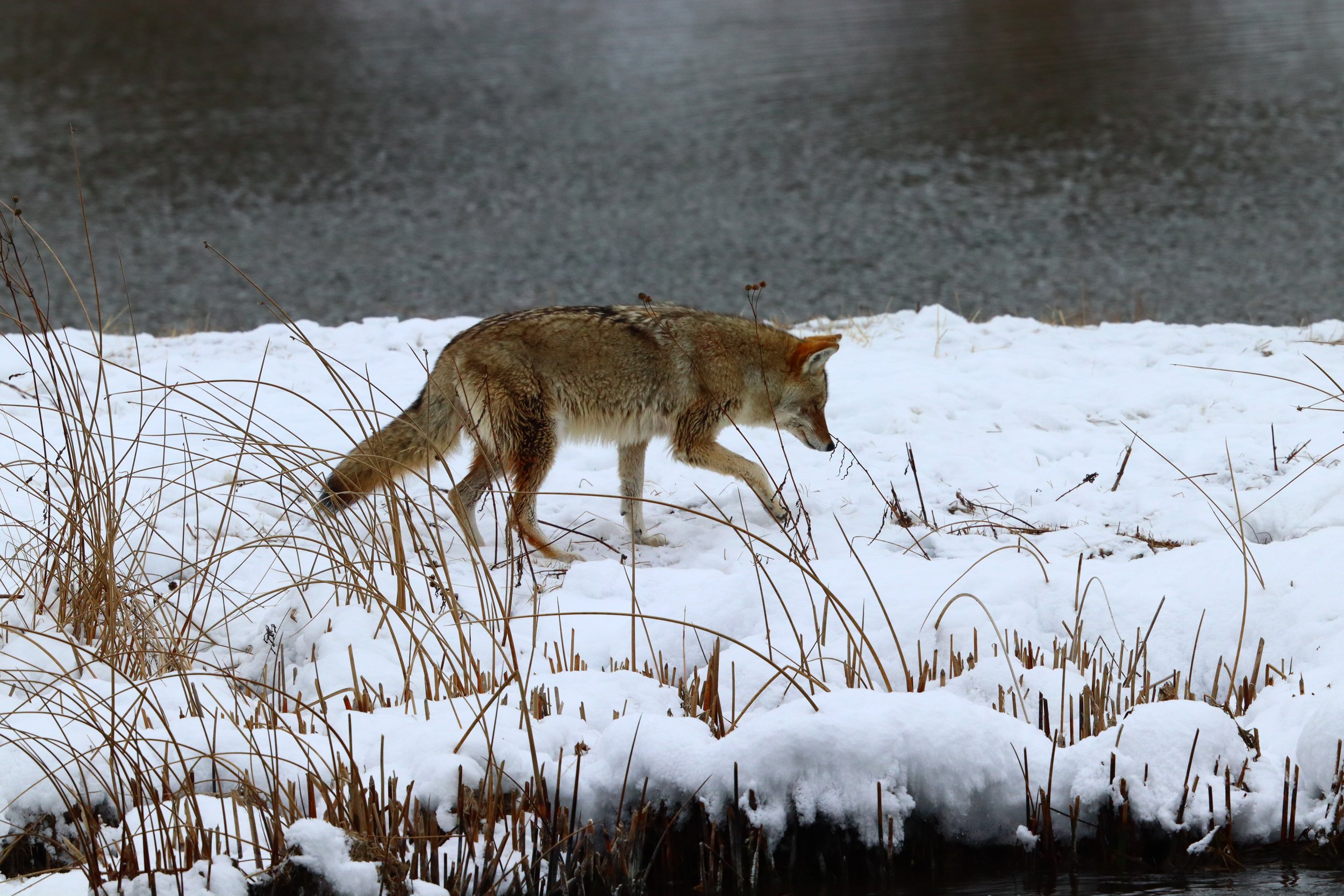 Welcome to the Yellowstone Journal