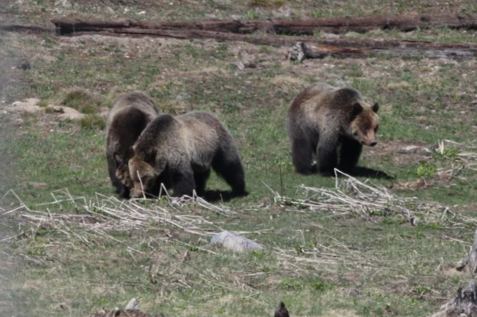 More Than a Bear: Why Grizzlies Deserve Our Respect