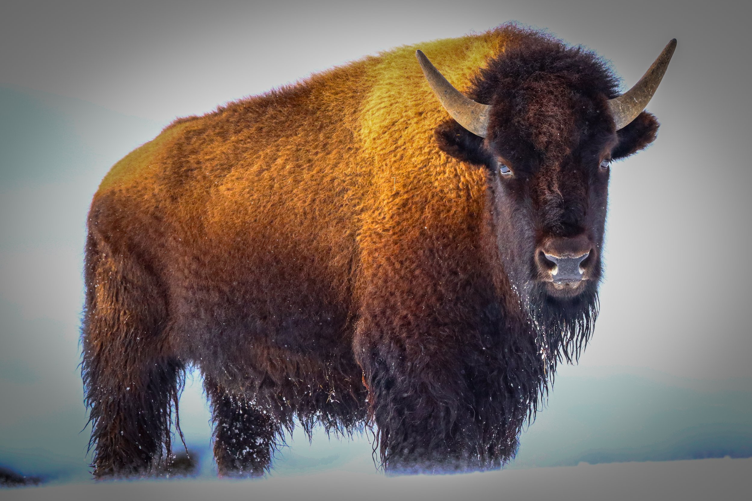 Yellowstone's Gentle Giants... Until They're Not