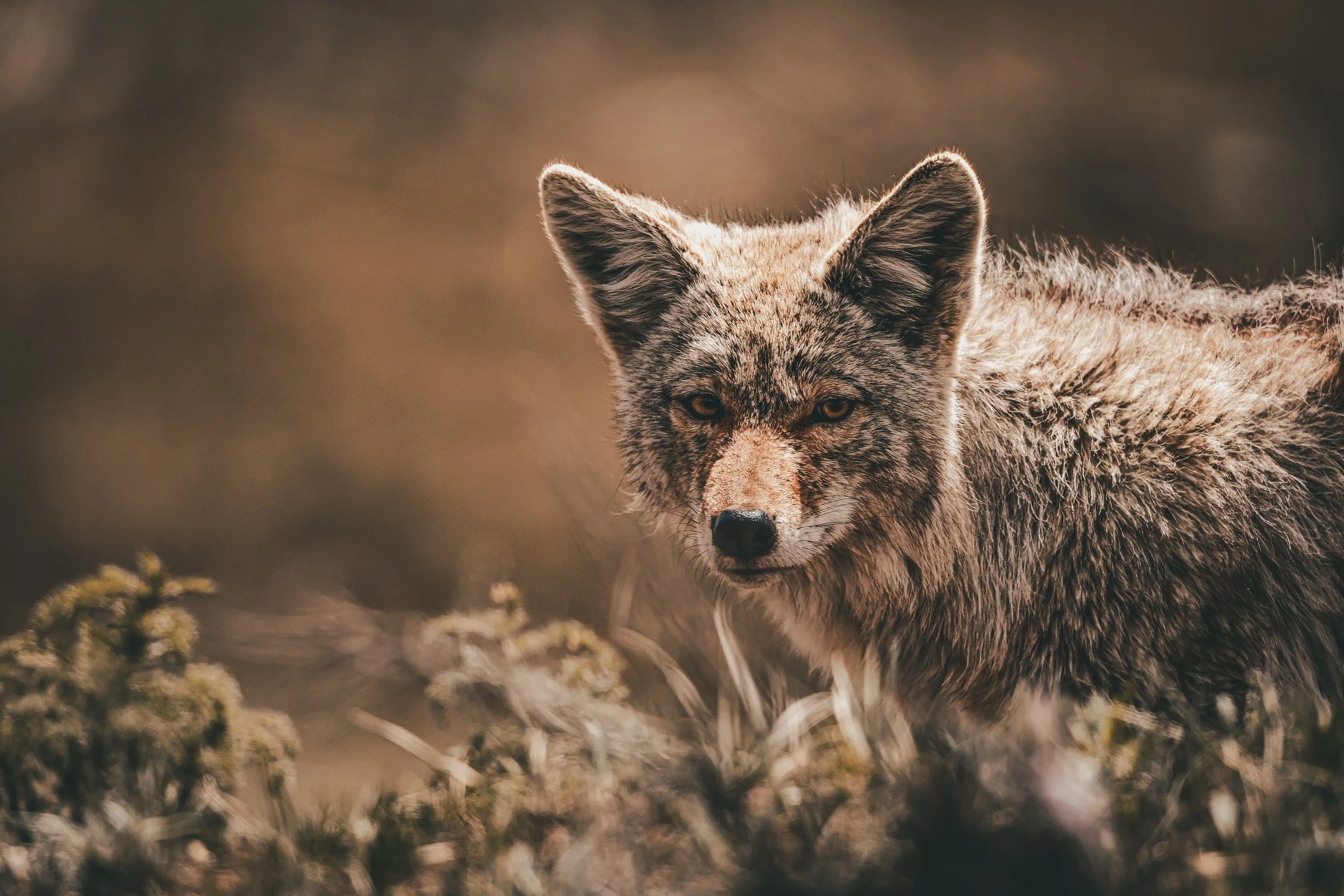 The Underrated Hunter of Yellowstone
