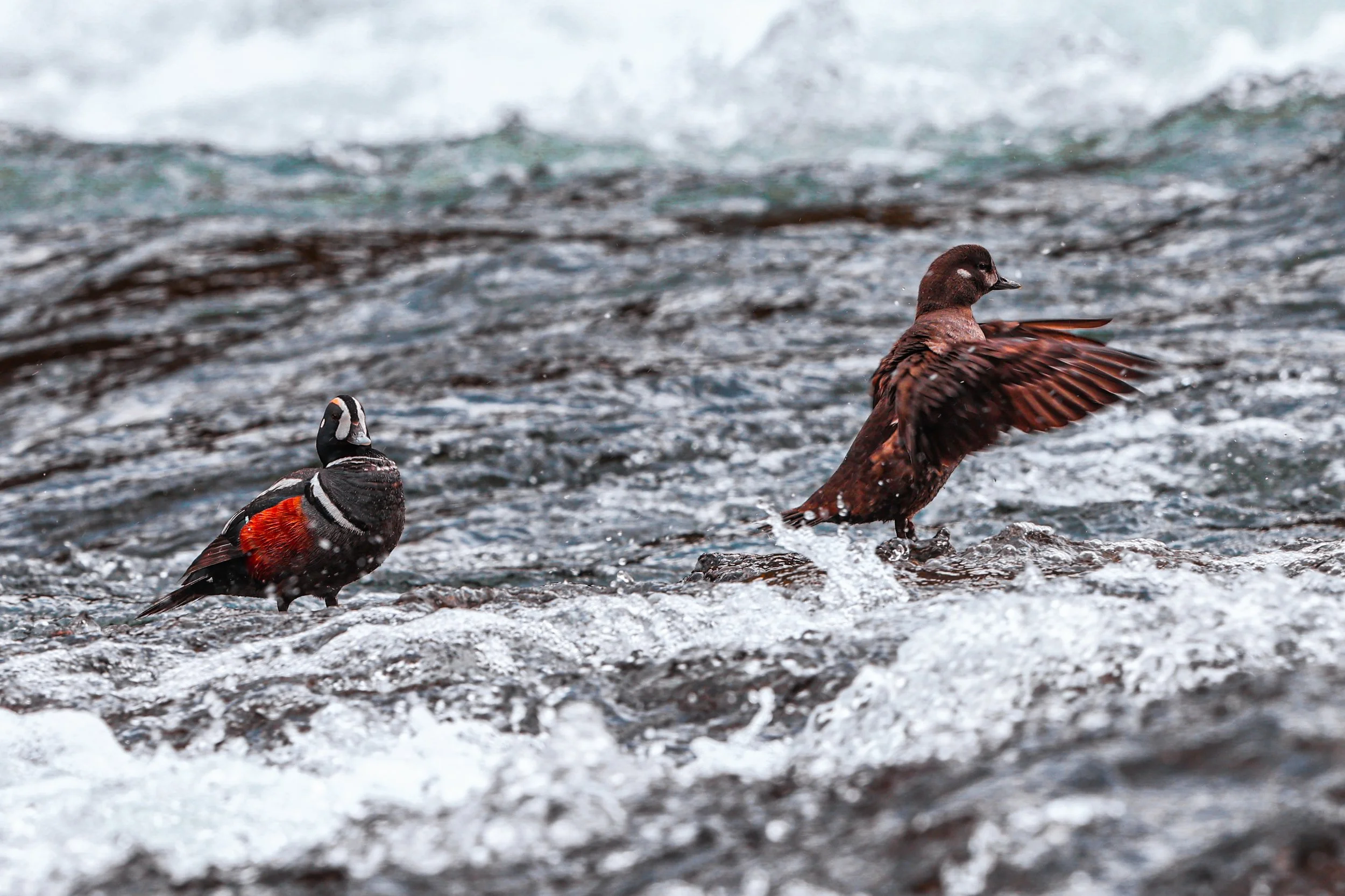 Yellowstone's Hidden Gem: The Harlequin Duck