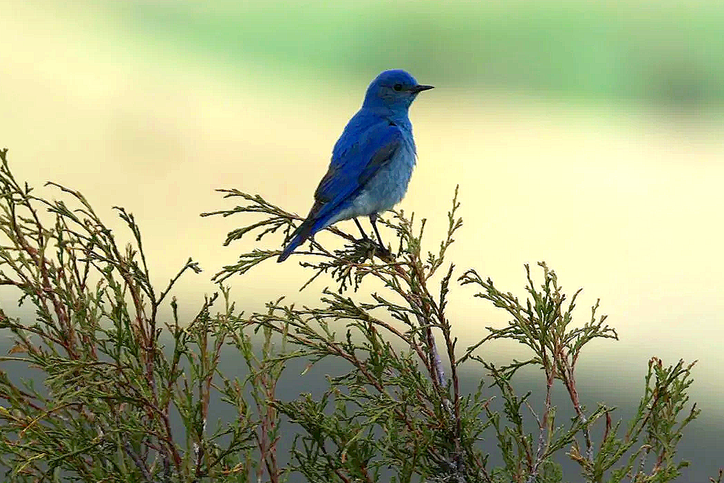 A Flash of Blue Across the Meadow
