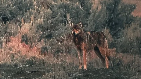 A wolf standing in a grassy area with bushes in the background.