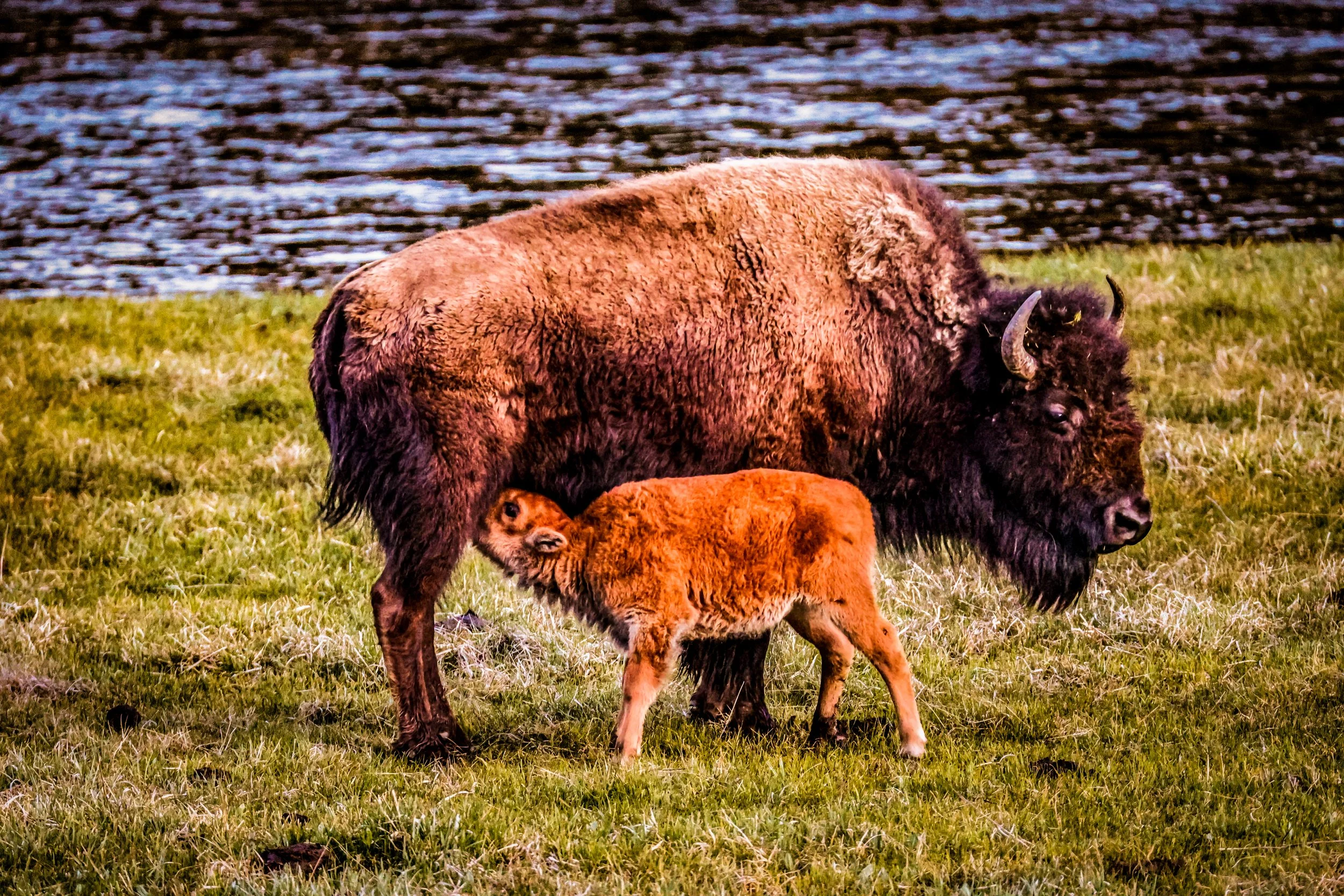 A bison standing on grass with a young calf close beside it, near a water body.