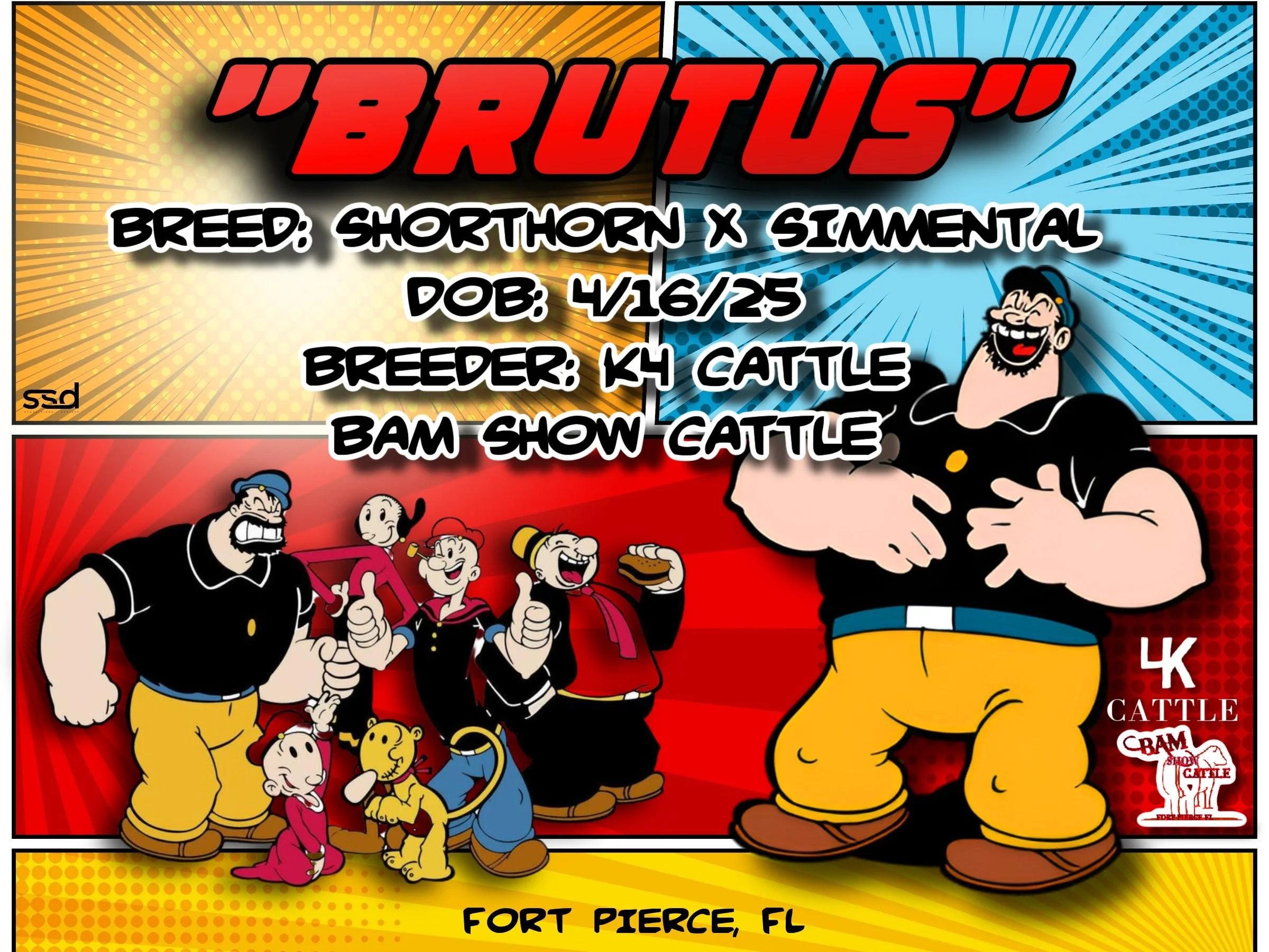 18x24-CURRO GROMENTS-BRUTUS-BAM SHOW CATTLE copy.jpg