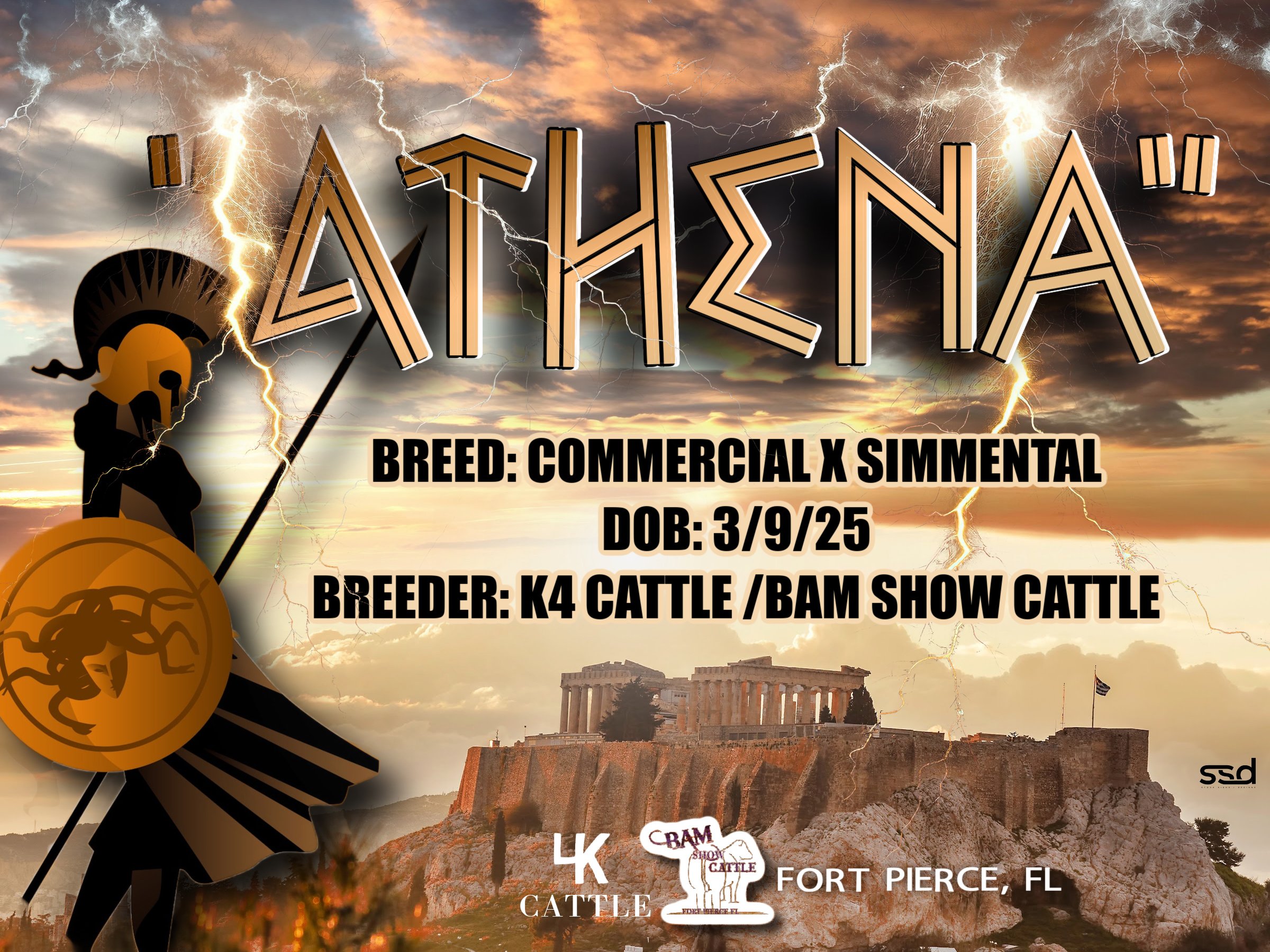 18x24-CURRO GROMENTS-athena-BAM SHOW CATTLE.jpg
