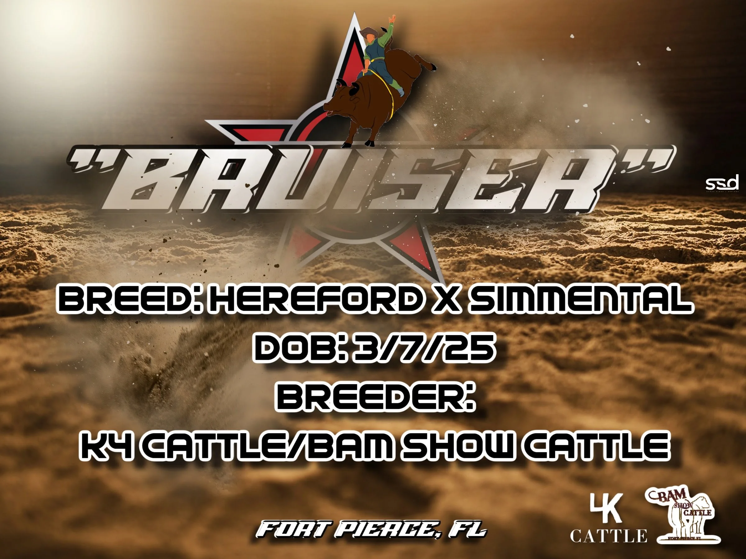 18x24-CURRO GROMENTS-BRUISER-BAM SHOW CATTLE copy 2.jpg