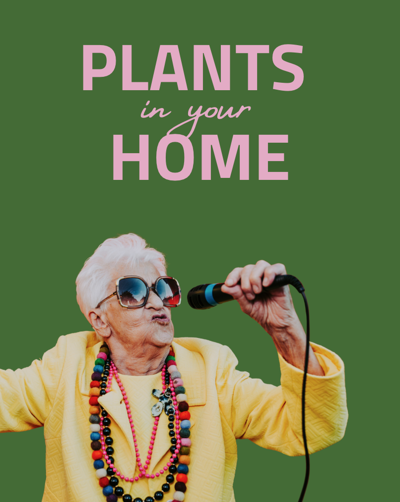 Plants in Your Home: A Little Green Goes a Long Way