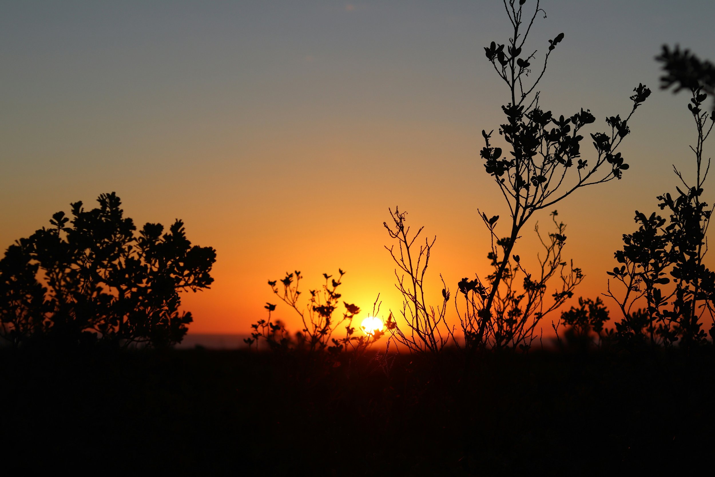 Silhouetted plants and trees against a sunset sky with orange and blue hues.