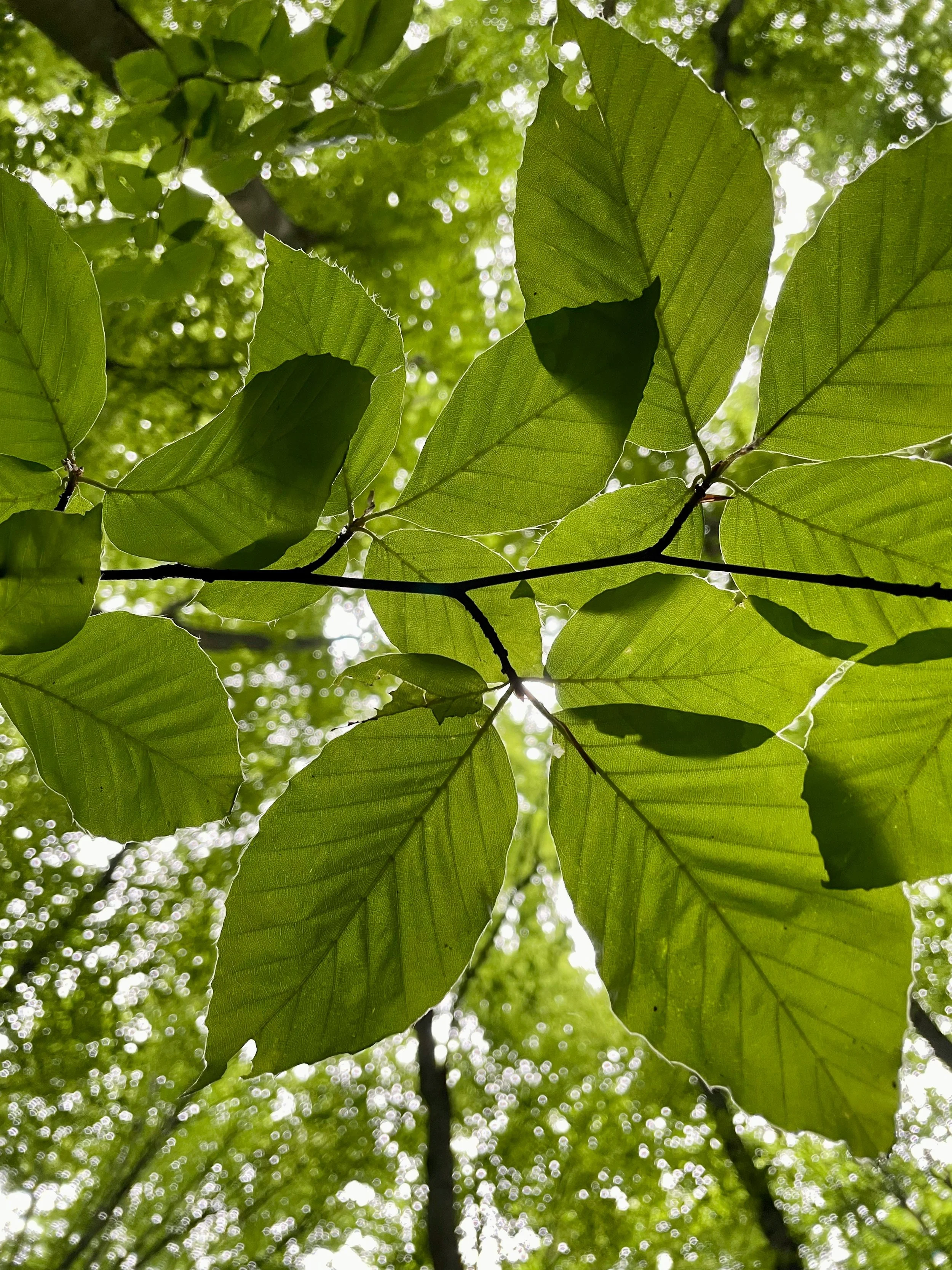 Close-up view of green tree leaves with sunlight shining through, creating a bokeh effect in the background.