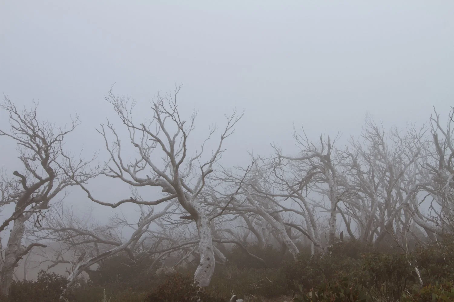 trees.jpg