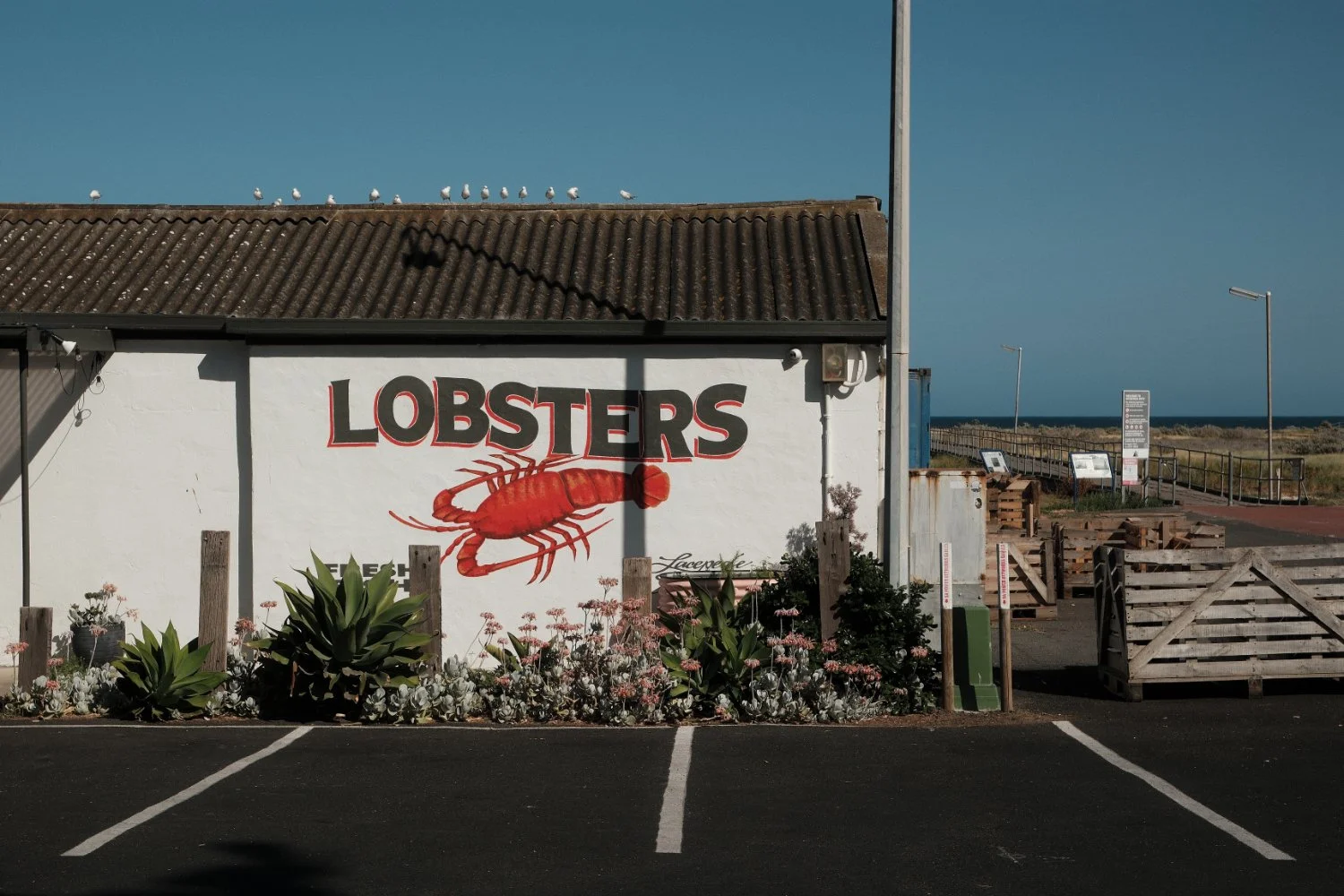 lobster.jpg